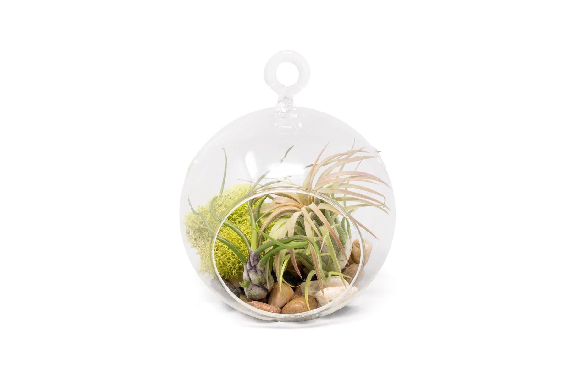 Set of 2 Stunning Hanging Glass Terrariums with Flat Bottoms-terrarium-The Succulent Source