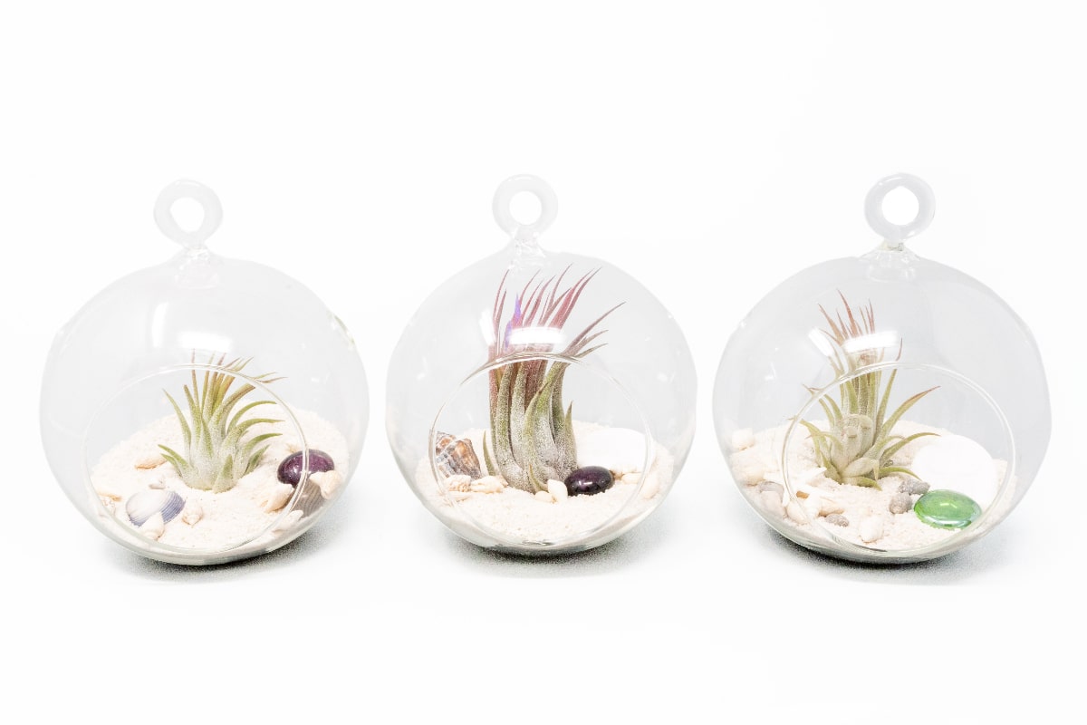 Set of 3 Beachy Globe Terrariums with White Sand-terrarium-The Succulent Source