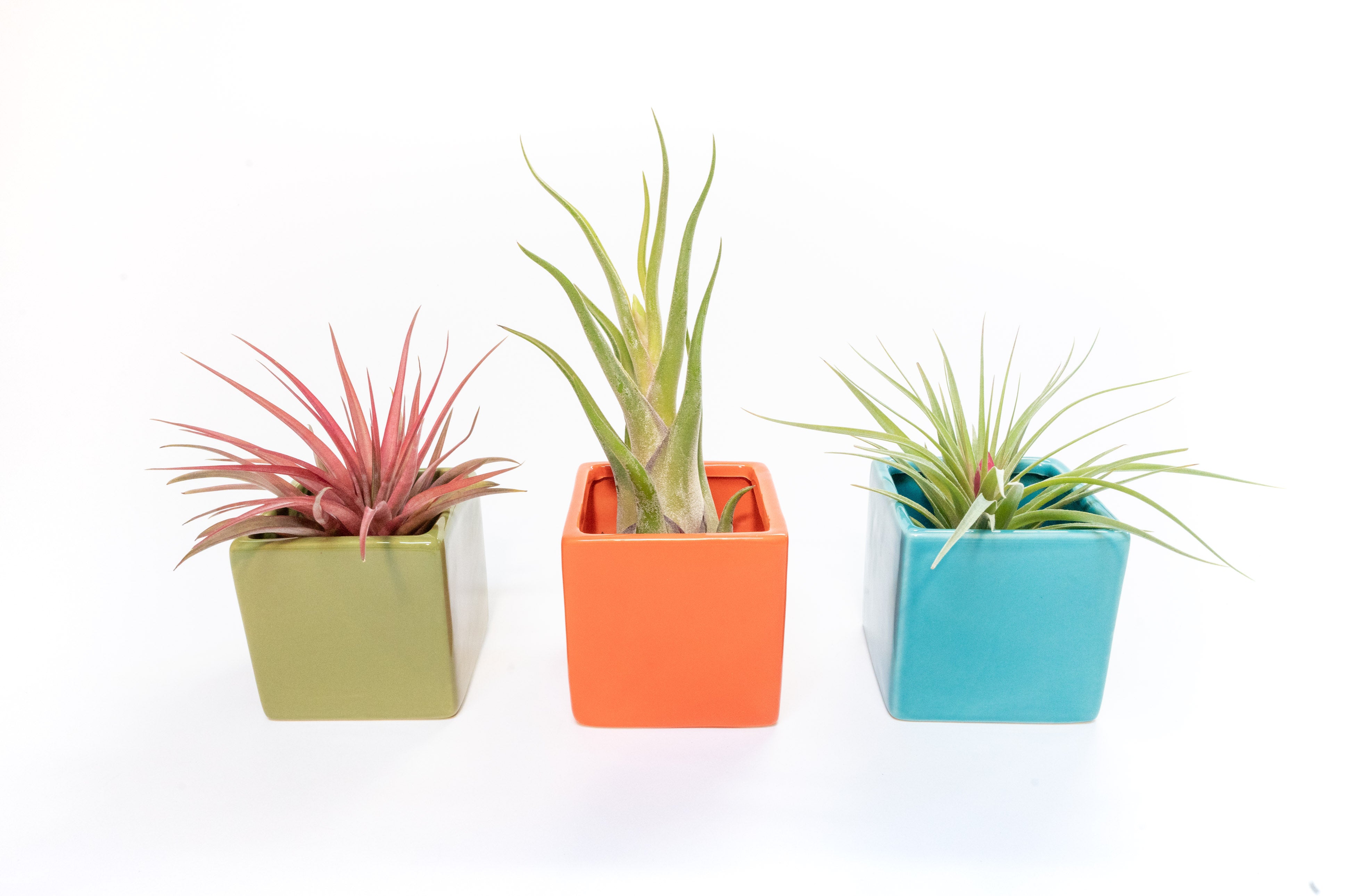 Set of 3 Ceramic Cube Containers with Custom Tillandsia Air Plants / Avocado Green + Sky Blue + Naranja Orange-The Succulent Source