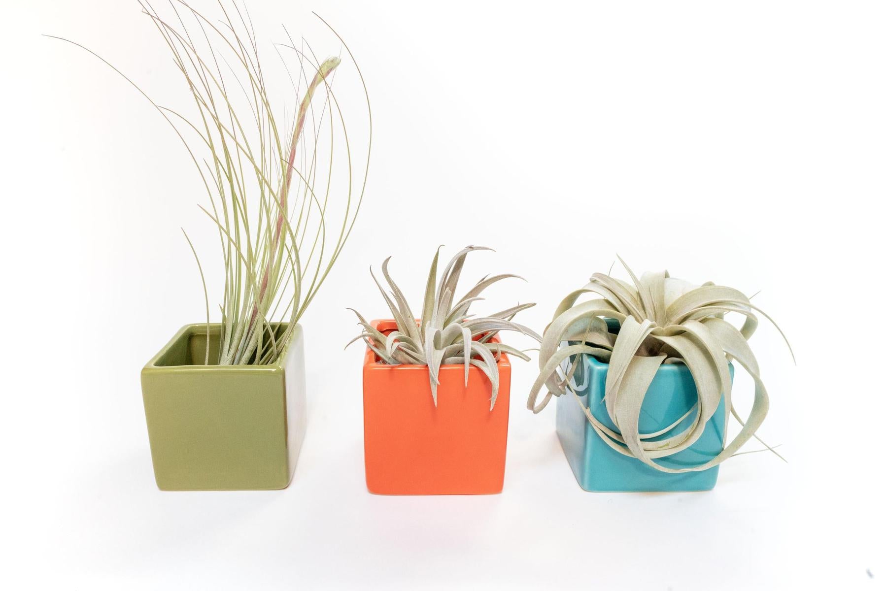 Set of 3 Ceramic Cube Containers with Custom Tillandsia Air Plants / Avocado Green + Sky Blue + Naranja Orange-The Succulent Source