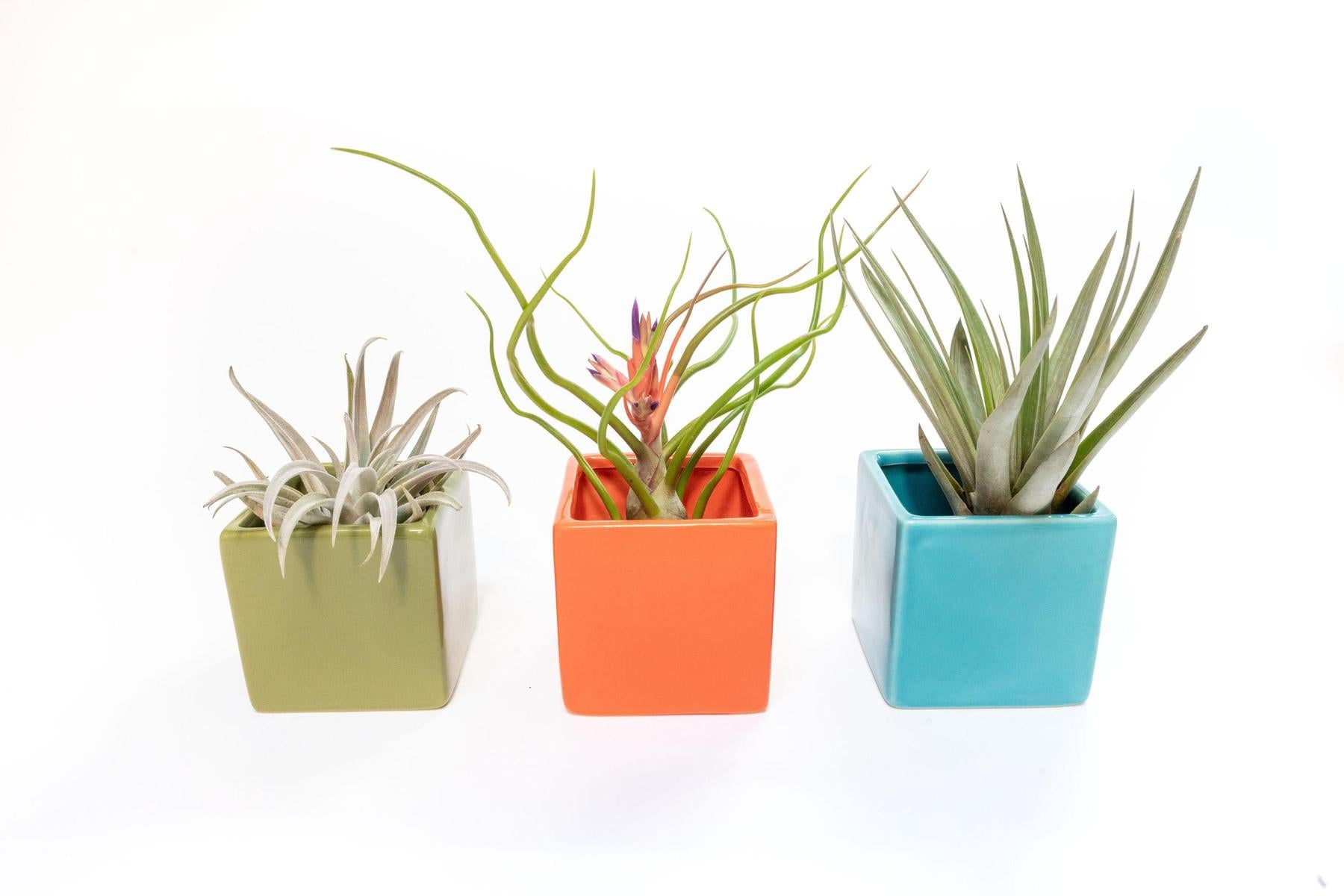 Set of 3 Ceramic Cube Containers with Custom Tillandsia Air Plants / Avocado Green + Sky Blue + Naranja Orange-The Succulent Source