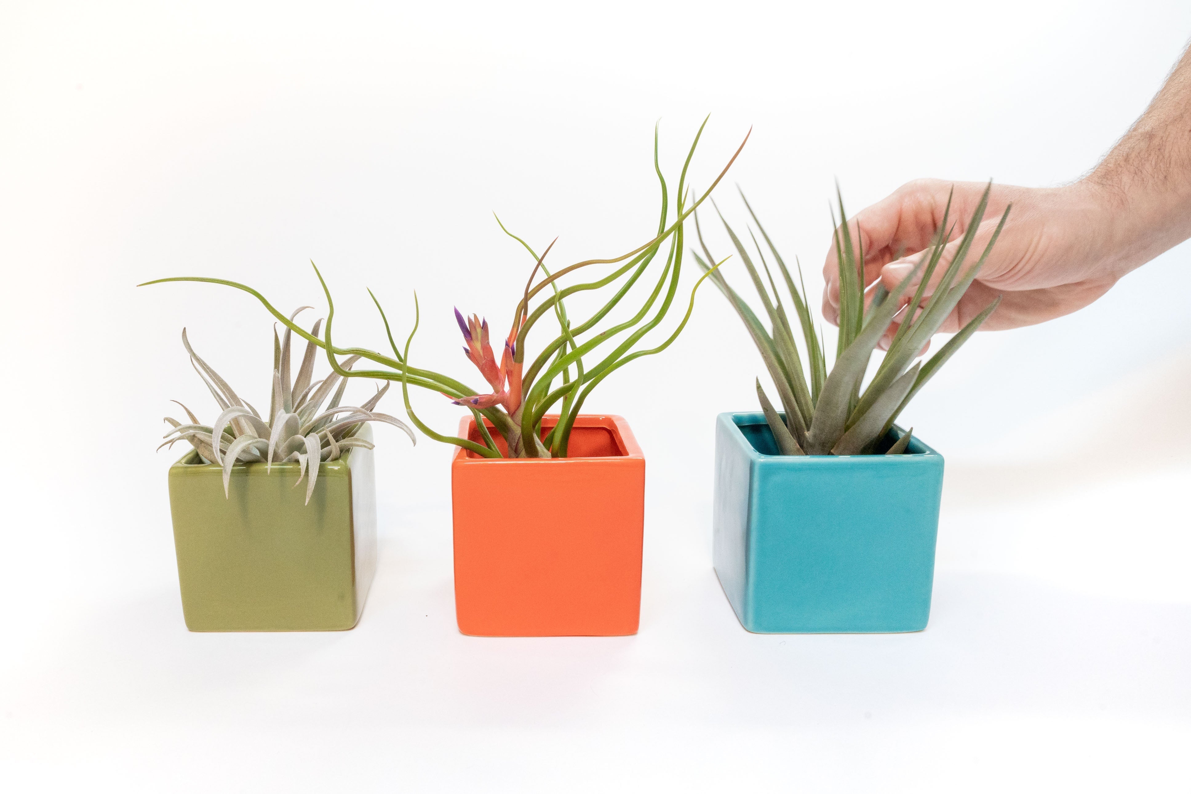 Set of 3 Ceramic Cube Containers with Custom Tillandsia Air Plants / Avocado Green + Sky Blue + Naranja Orange-The Succulent Source