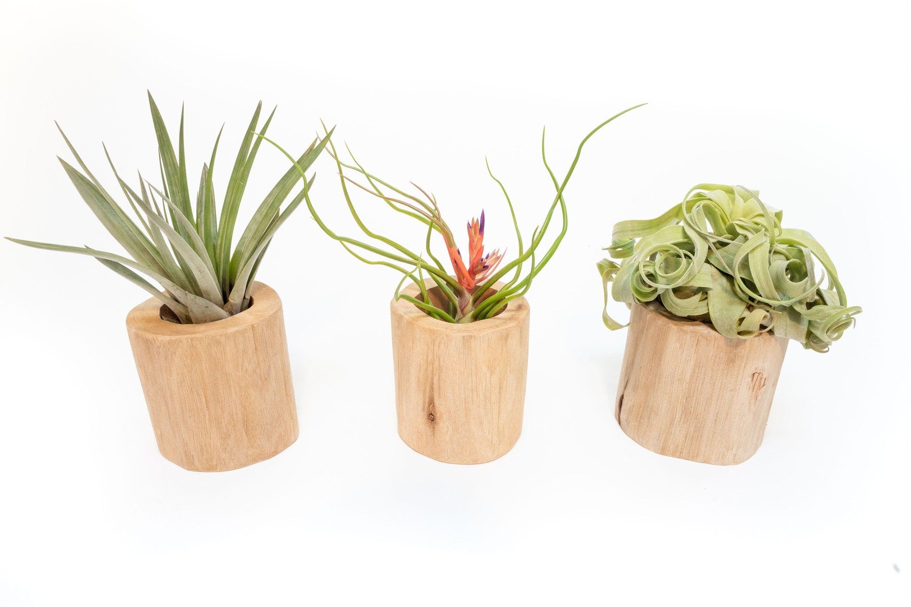 Set of 3 Large Driftwood Containers with Custom Tillandsia Air Plants-The Succulent Source