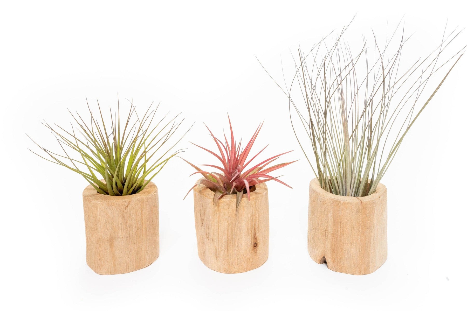 Set of 3 Large Driftwood Containers with Custom Tillandsia Air Plants-The Succulent Source