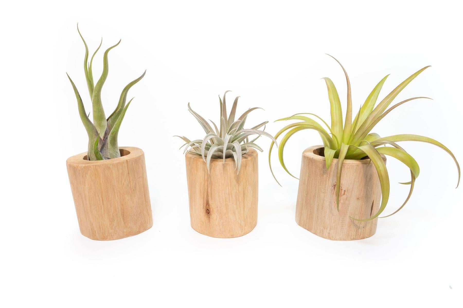 Set of 3 Large Driftwood Containers with Custom Tillandsia Air Plants-The Succulent Source