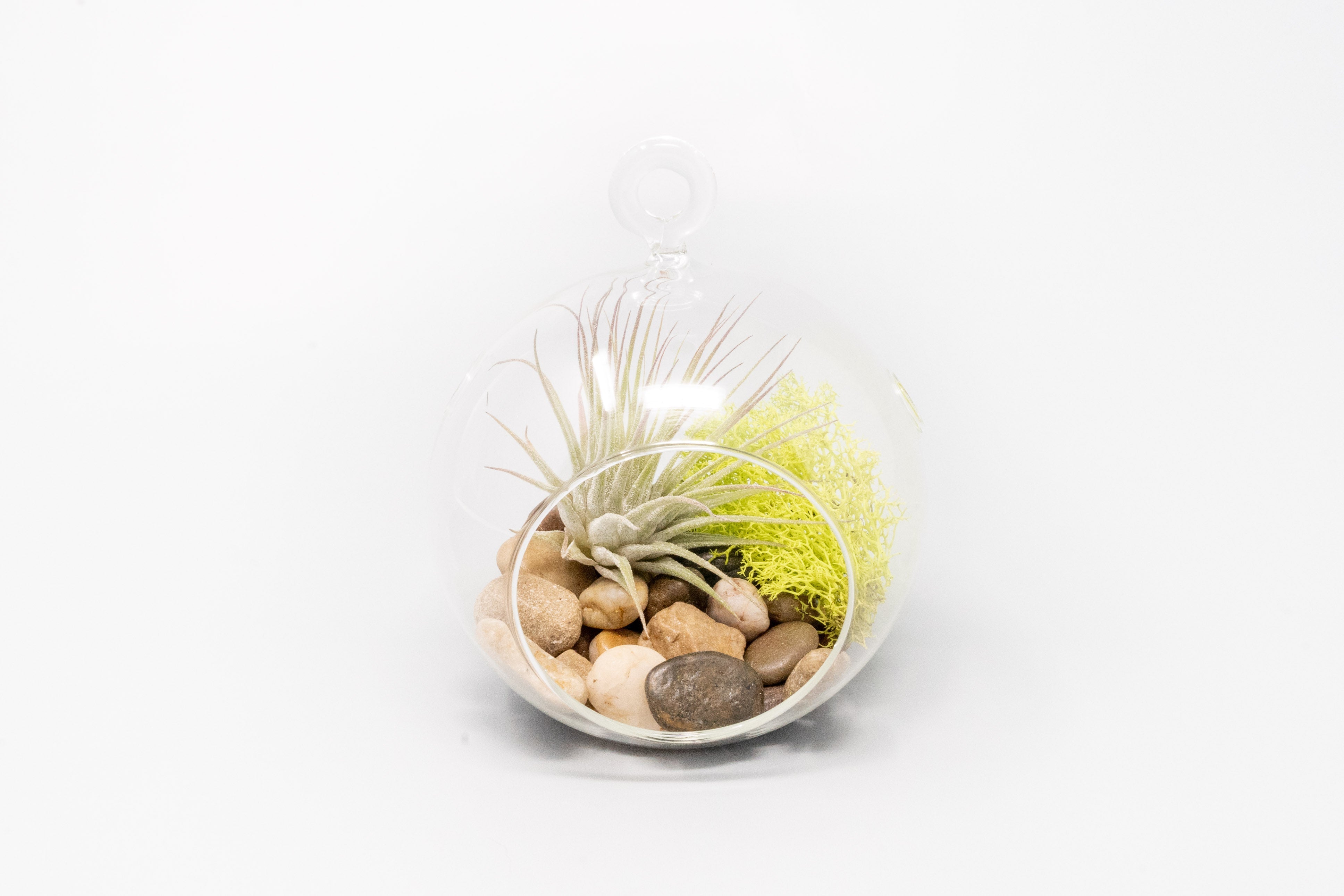 Set of 3 Stunning Hanging Glass Terrariums with Flat Bottoms-terrarium-The Succulent Source