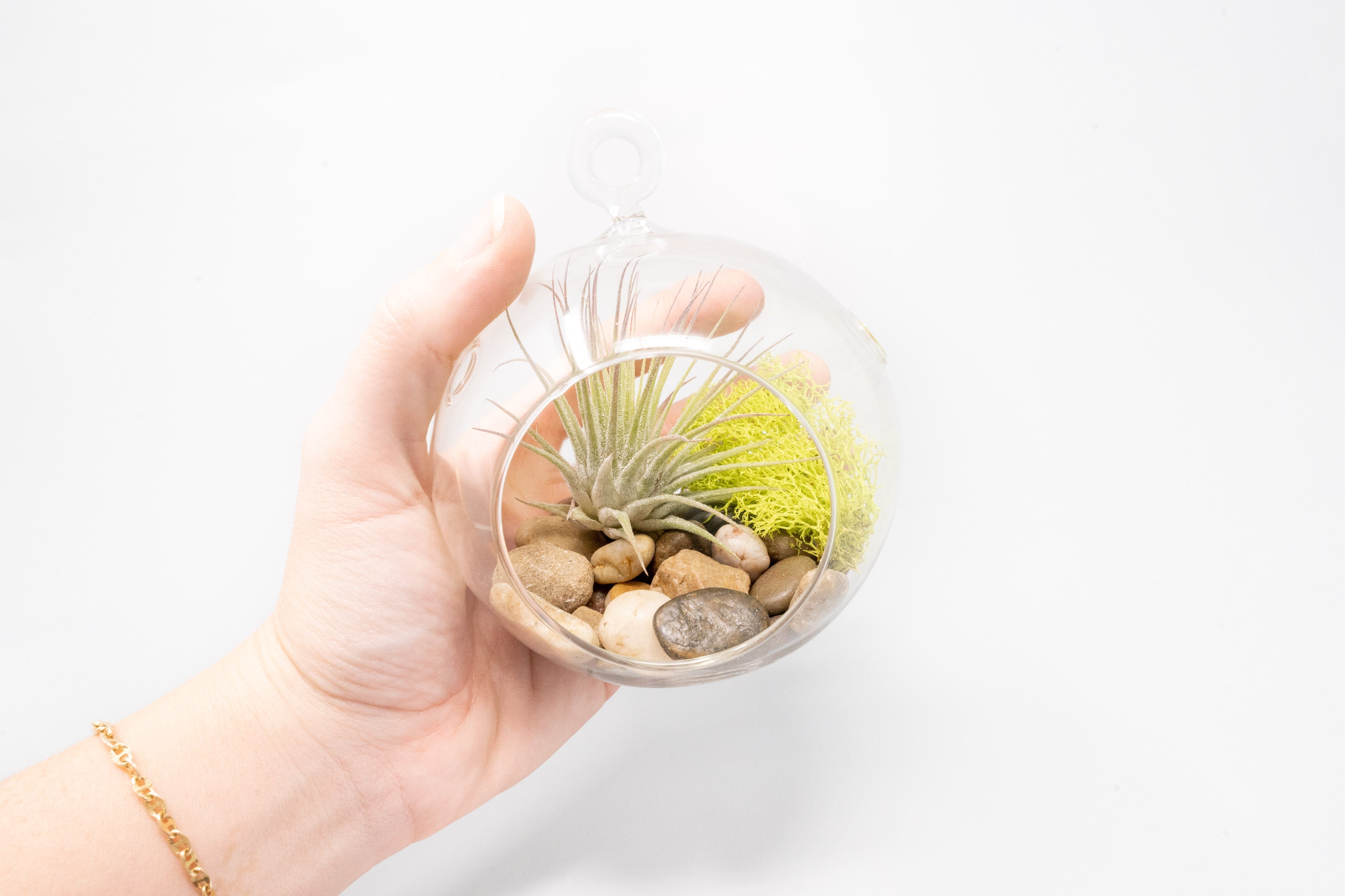 Set of 3 Stunning Hanging Glass Terrariums with Flat Bottoms-terrarium-The Succulent Source