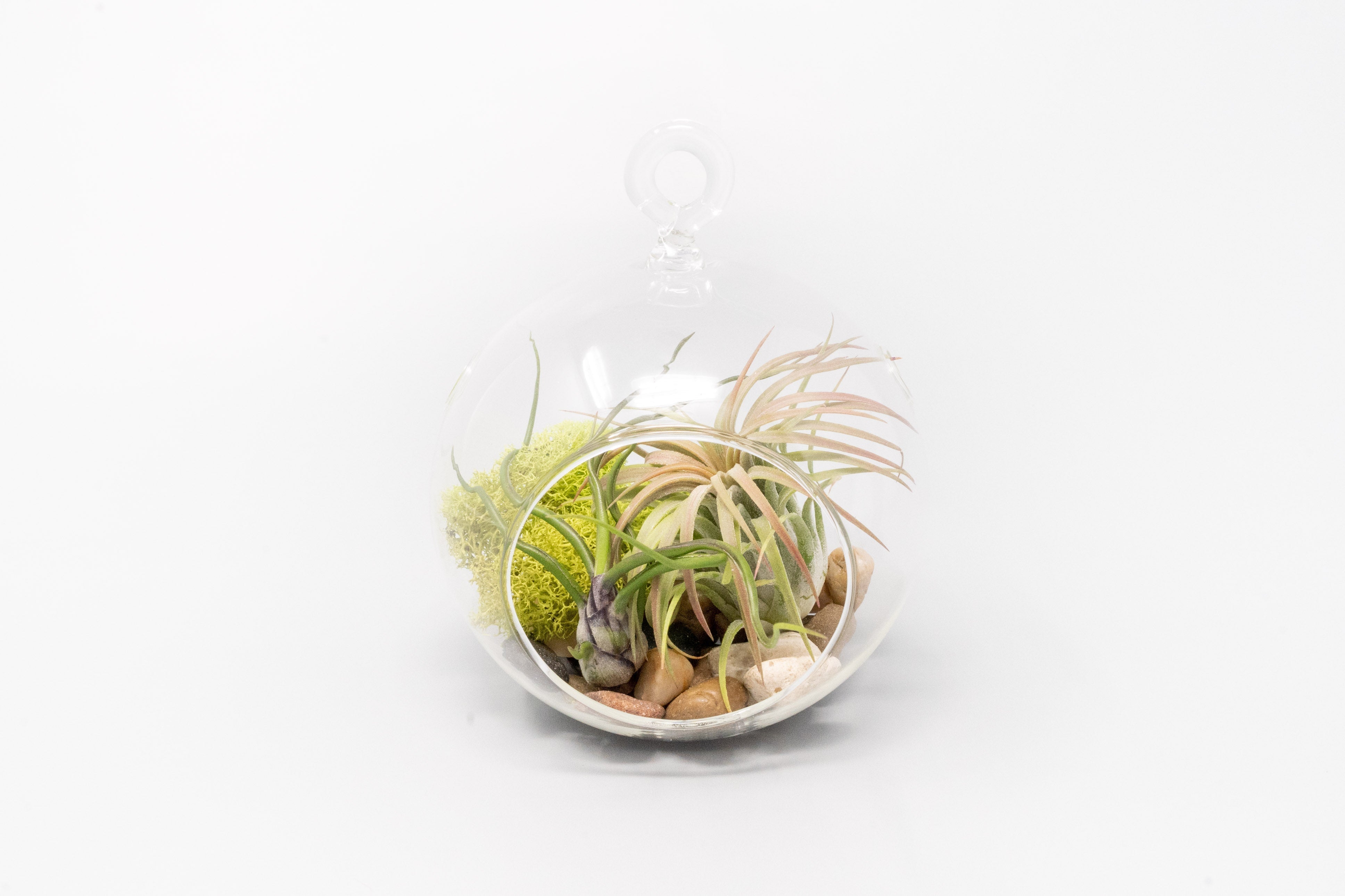 Set of 3 Stunning Hanging Glass Terrariums with Flat Bottoms-terrarium-The Succulent Source