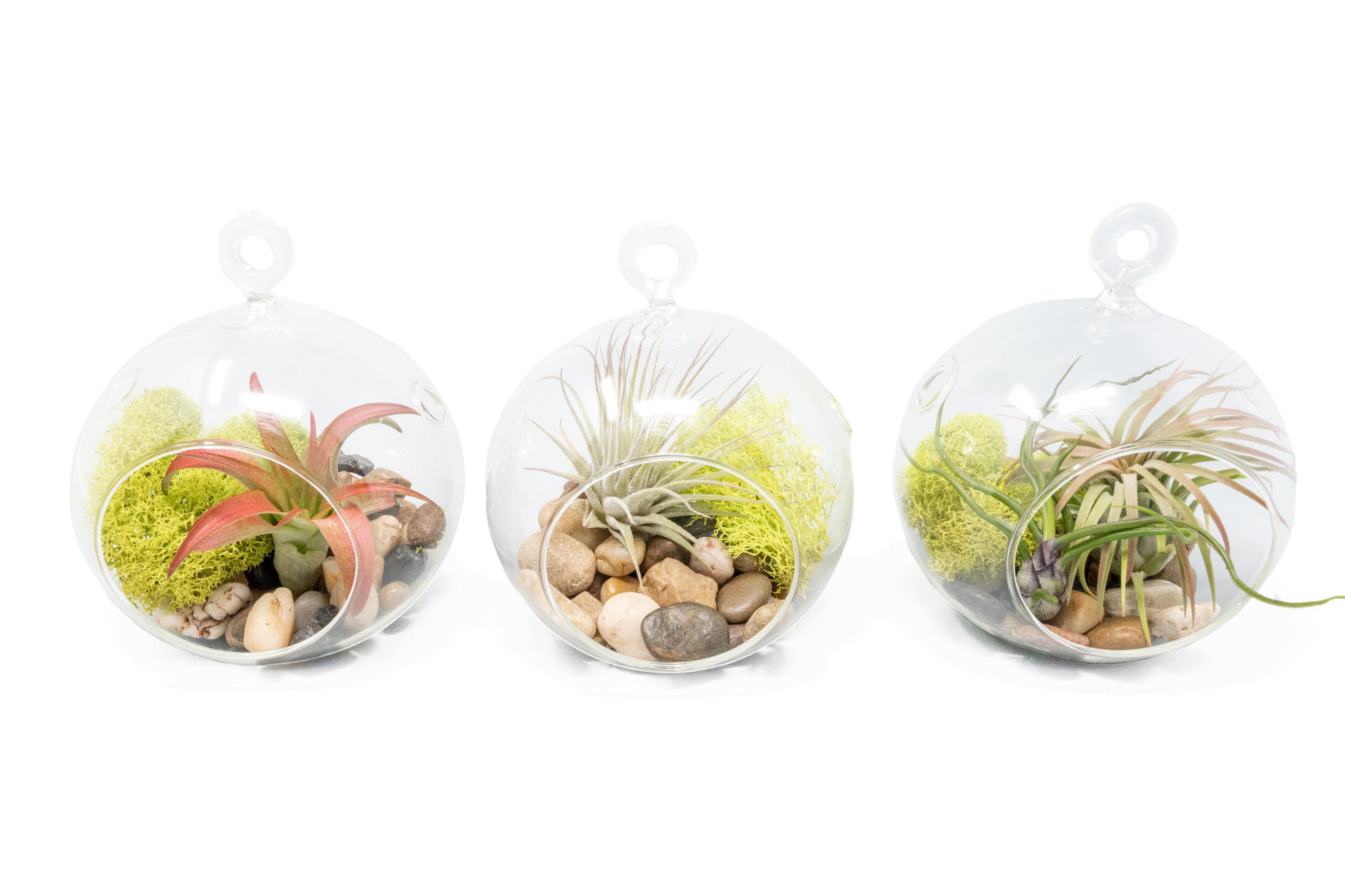 Set of 3 Stunning Hanging Glass Terrariums with Flat Bottoms-terrarium-The Succulent Source