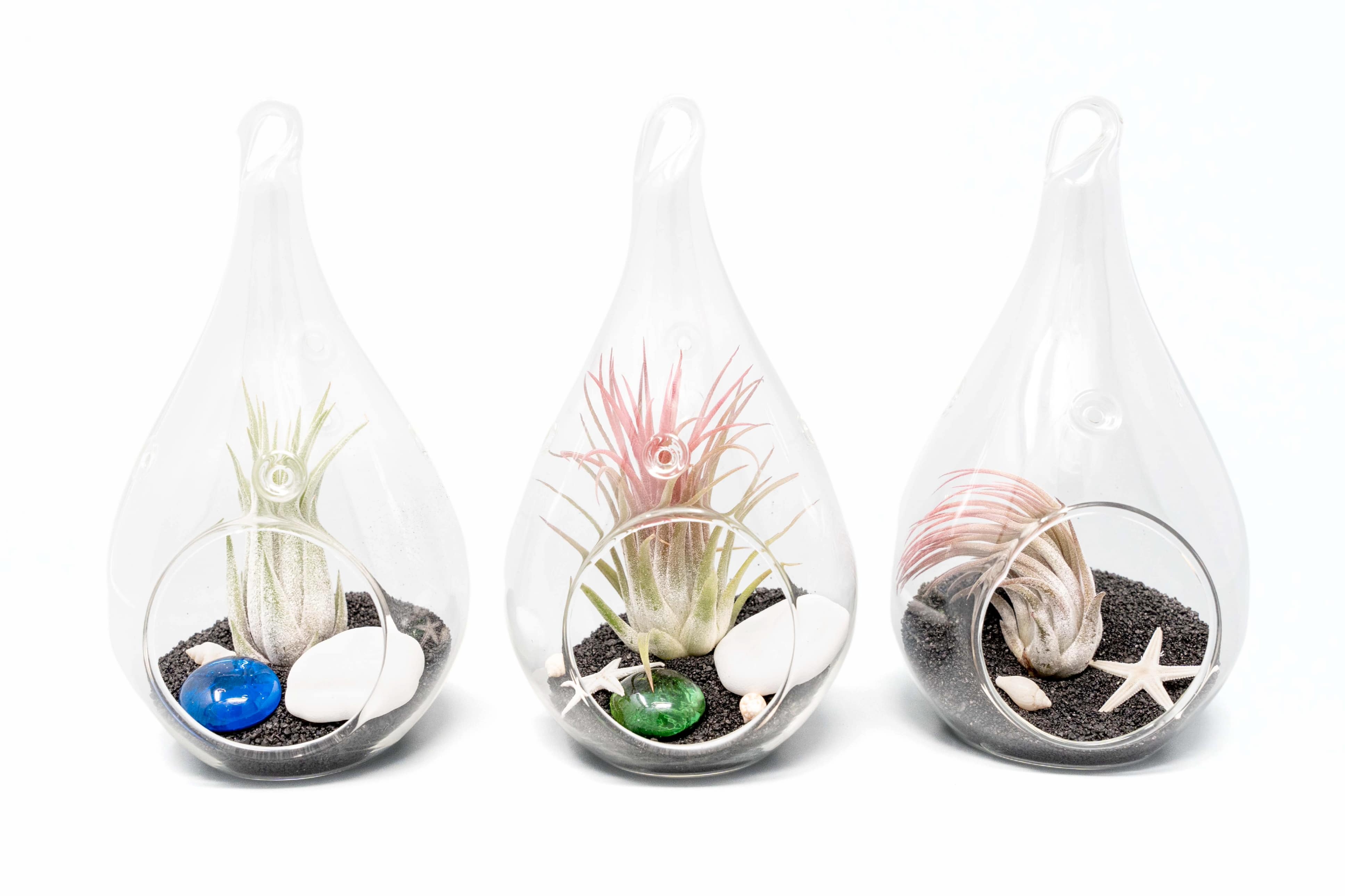 Set of 3 Teardrop Beach Terrariums with Black Sand-terrarium-The Succulent Source