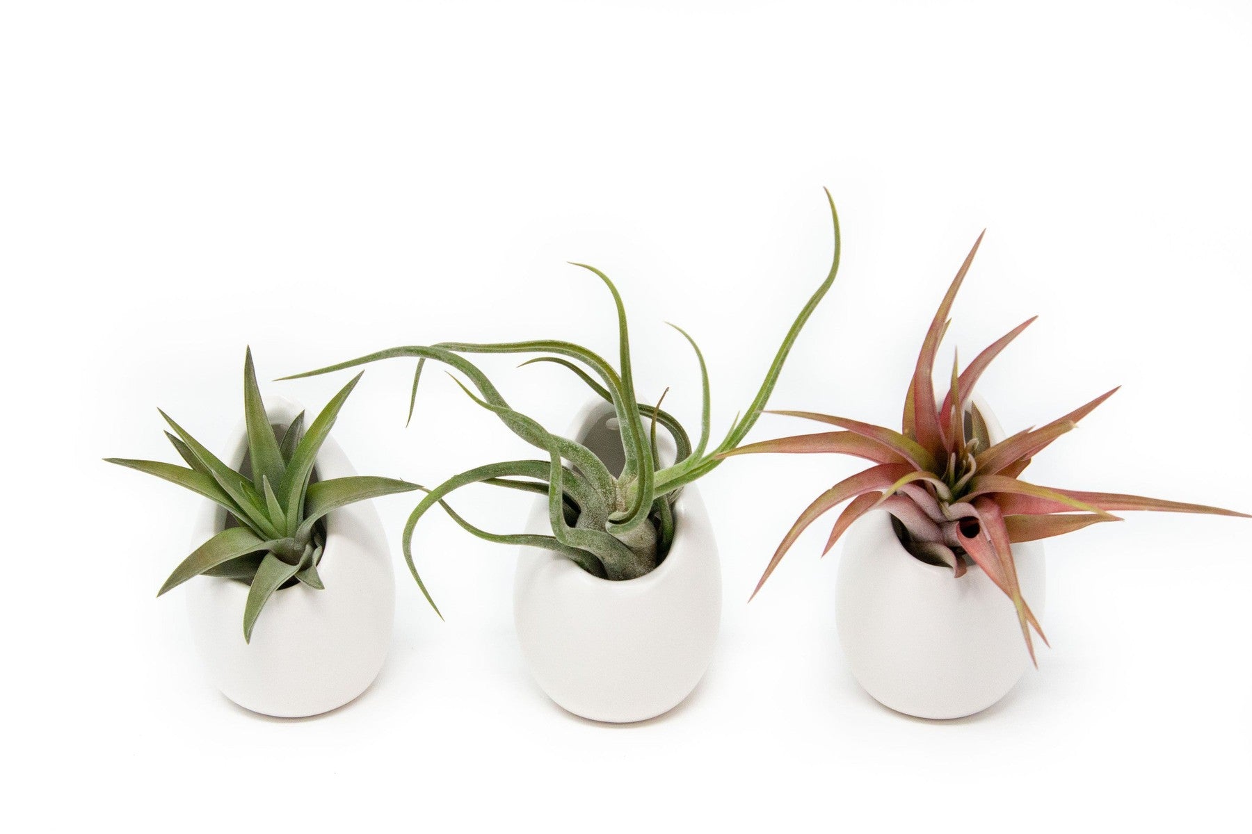 Set of 3 or 6 Large Ivory Ceramic Vases with Tillandsia Harrisii, Sparkler, & Caput Medusae Air Plants-terrarium-The Succulent Source