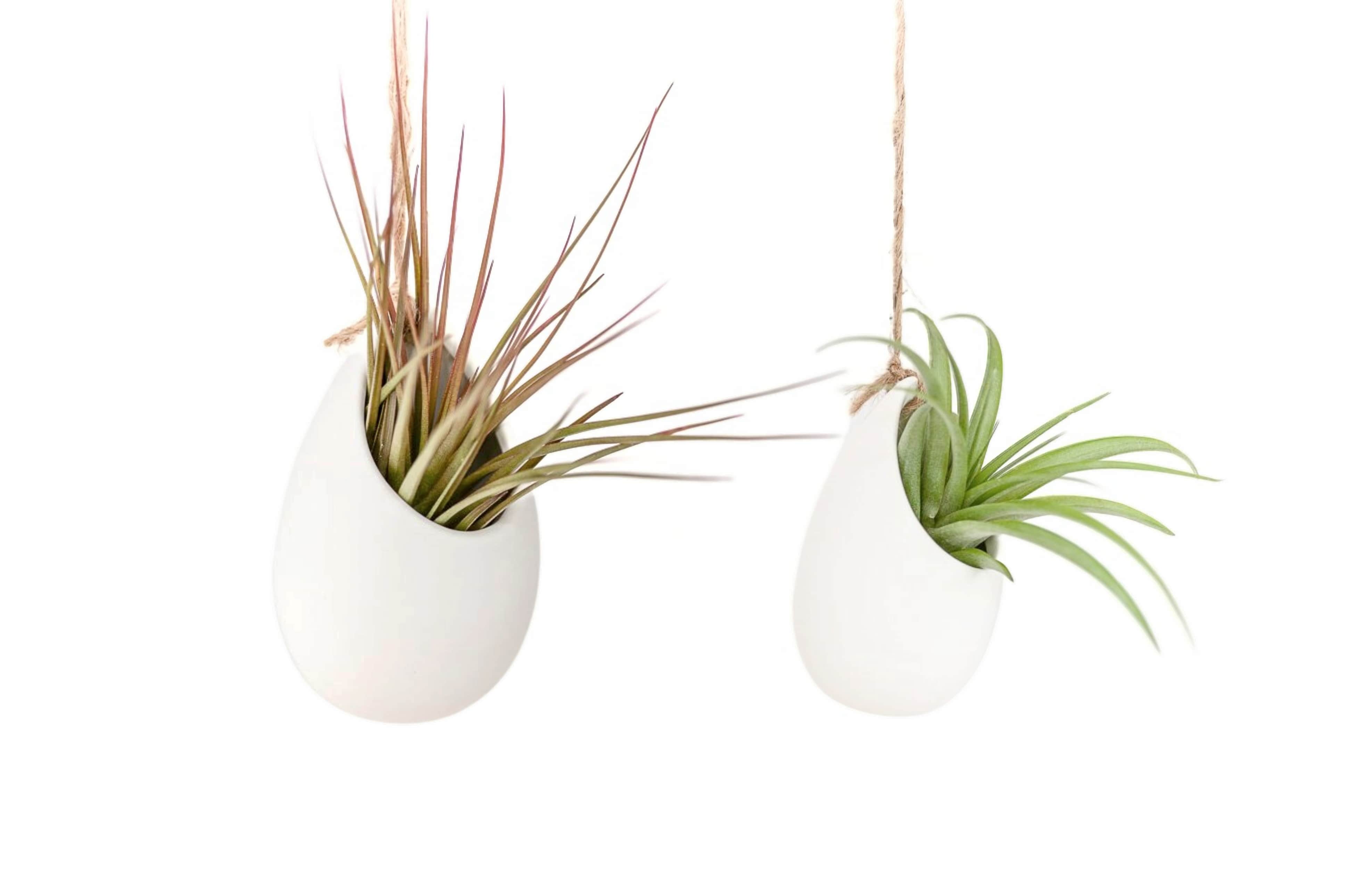 Set of 3 or 6 Large Ivory Ceramic Vases with Tillandsia Harrisii, Sparkler, & Caput Medusae Air Plants-terrarium-The Succulent Source