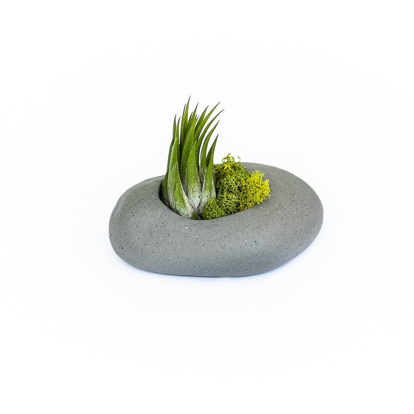 Sets of 3, 6 or 9 Gray Ceramic Stone Air Plant Holders with Assorted Tillandsia Air Plants-terrarium-The Succulent Source