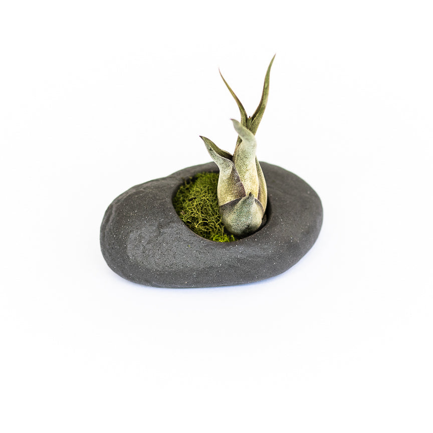 Sets of 3, 6 or 9 Gray Ceramic Stone Air Plant Holders with Assorted Tillandsia Air Plants-terrarium-The Succulent Source