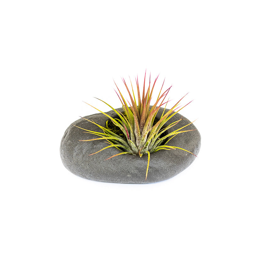 Sets of 3, 6 or 9 Gray Ceramic Stone Air Plant Holders with Assorted Tillandsia Air Plants-terrarium-The Succulent Source