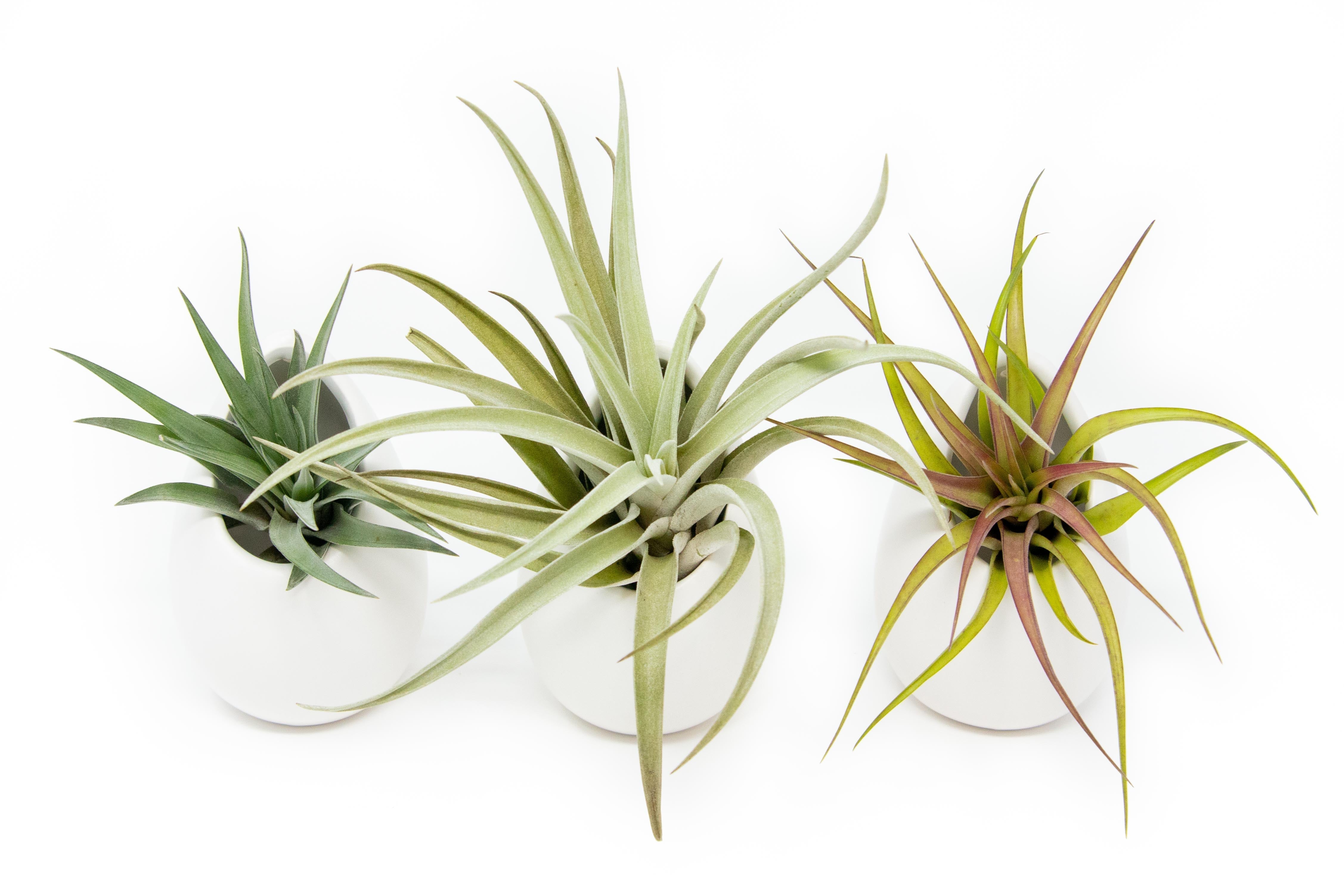 Sets of 3 or 6 Small Ivory Ceramic Vases with Tillandsia Velutina, Harrisii & Abdita Air Plants-terrarium-The Succulent Source