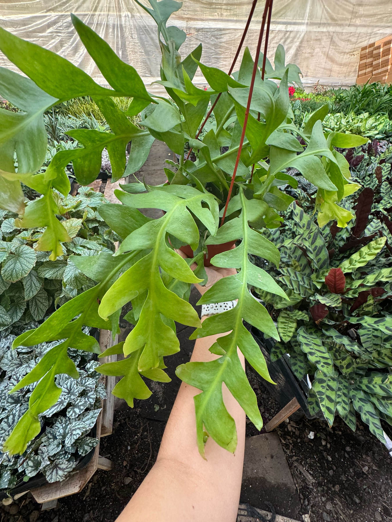 Shark Tooth Orchid Cactus-Indoor Plants-The Succulent Source