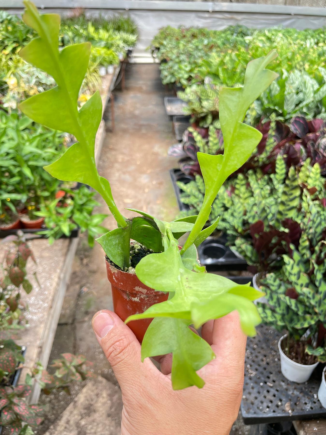 Shark Tooth Orchid Cactus-Indoor Plants-The Succulent Source