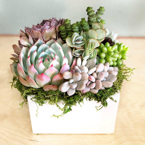 succulent pocket square Succulent Arrangement