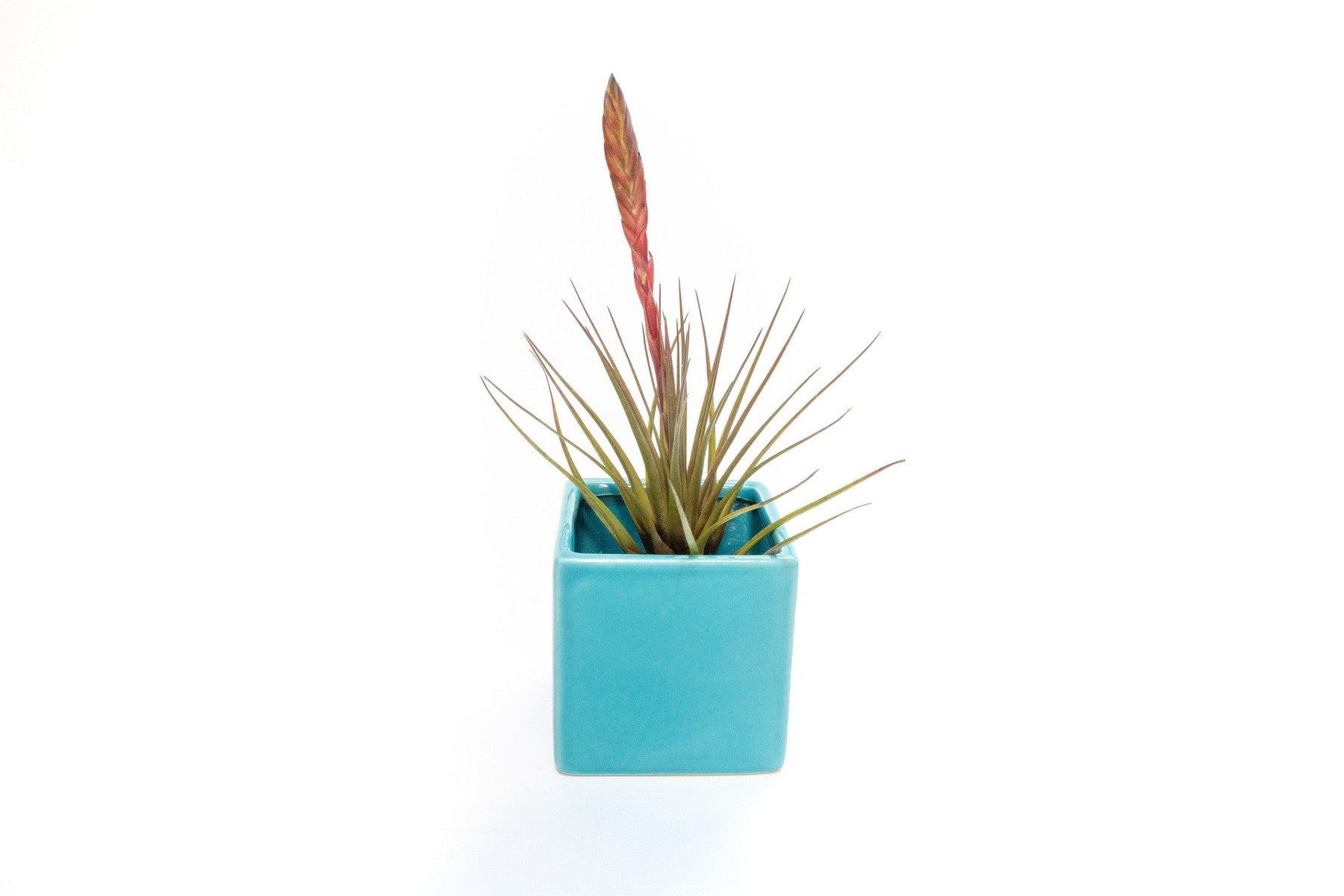 Sky Blue Ceramic Cube Container with Assorted Large Tillandsia Air Plant-The Succulent Source