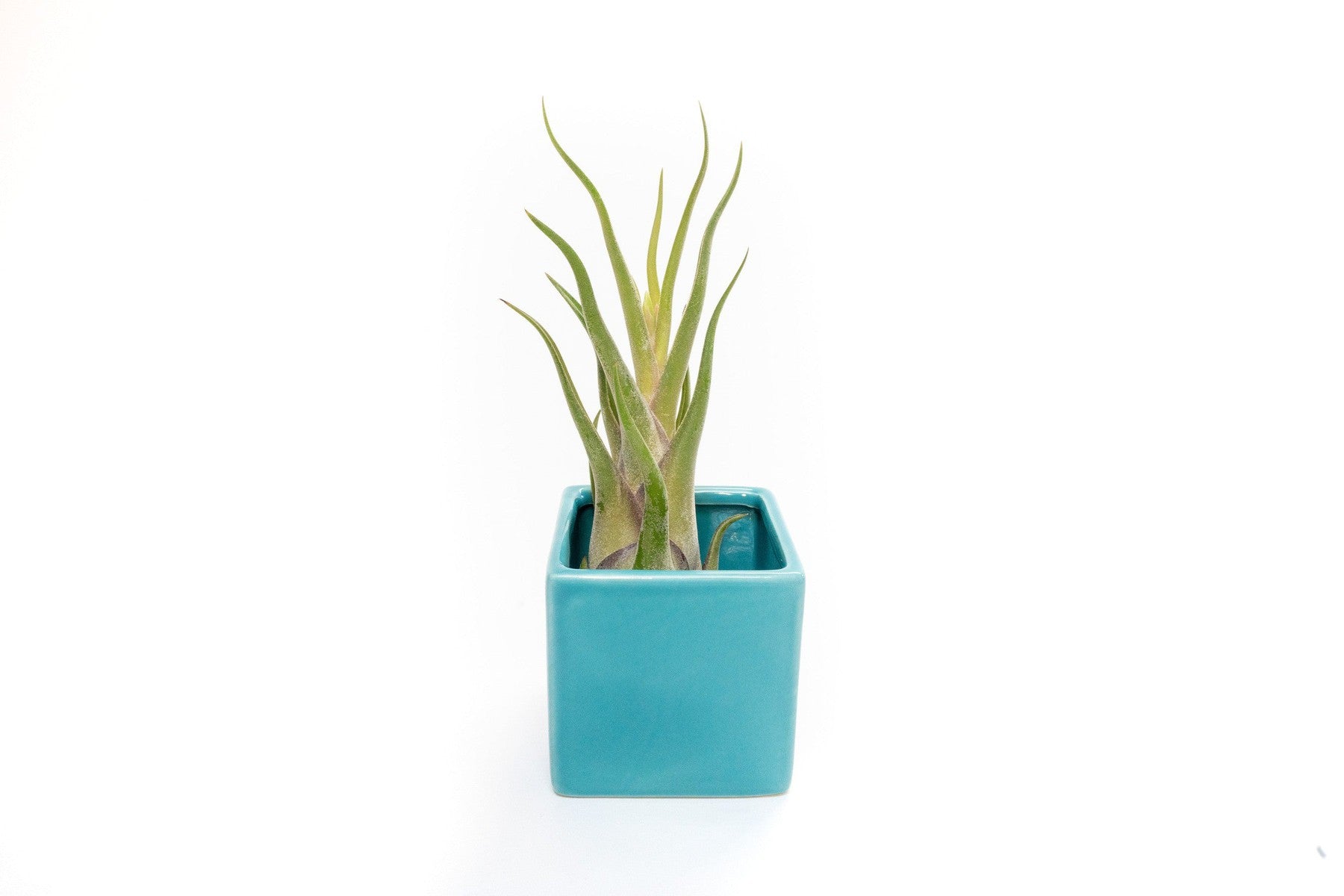 Sky Blue Ceramic Cube Container with Assorted Large Tillandsia Air Plant-The Succulent Source