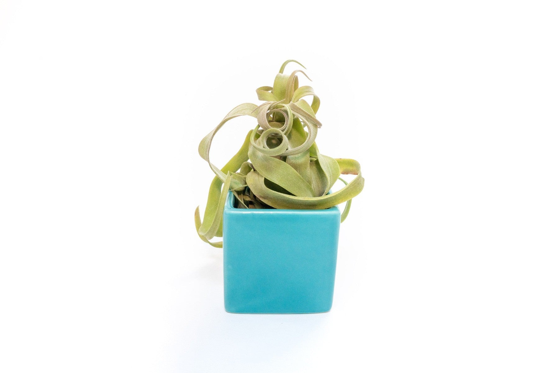 Sky Blue Ceramic Cube Container with Assorted Large Tillandsia Air Plant-The Succulent Source