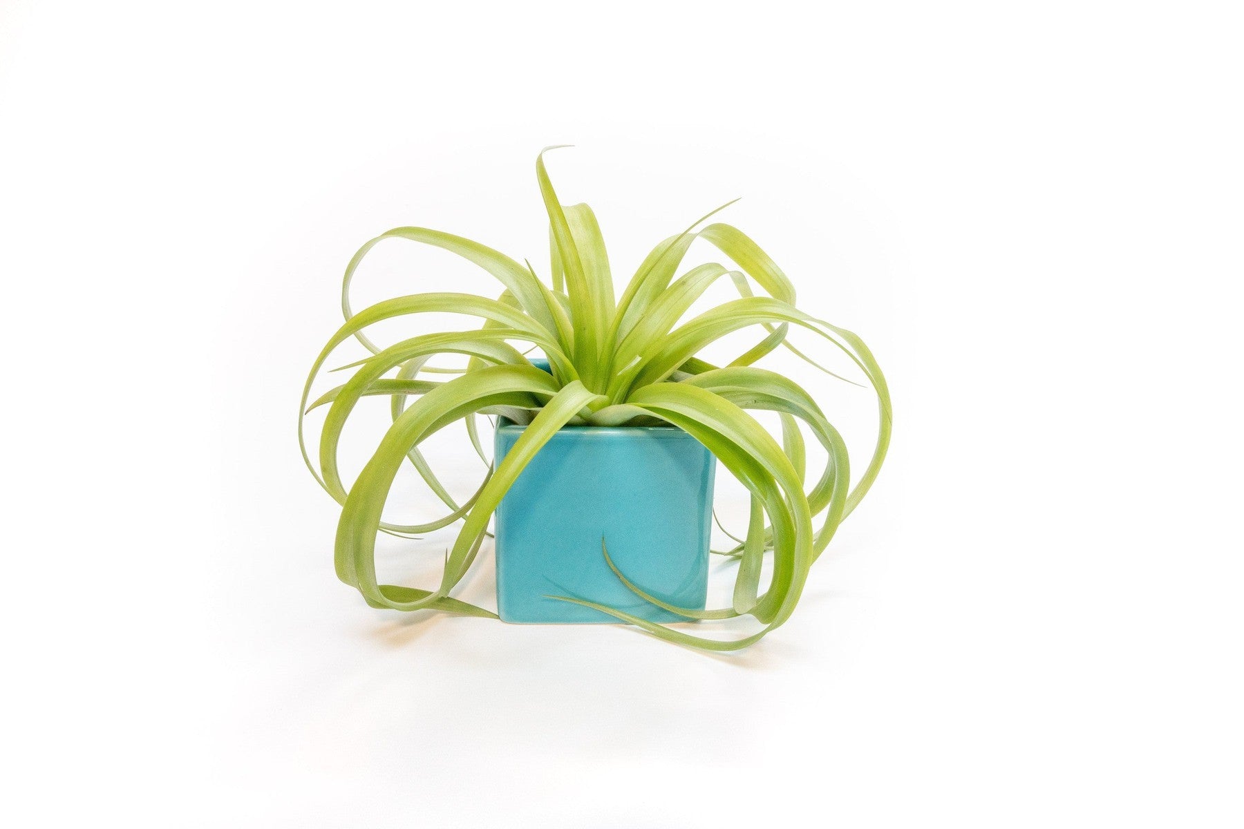 Sky Blue Ceramic Cube Container with Assorted Large Tillandsia Air Plant-The Succulent Source