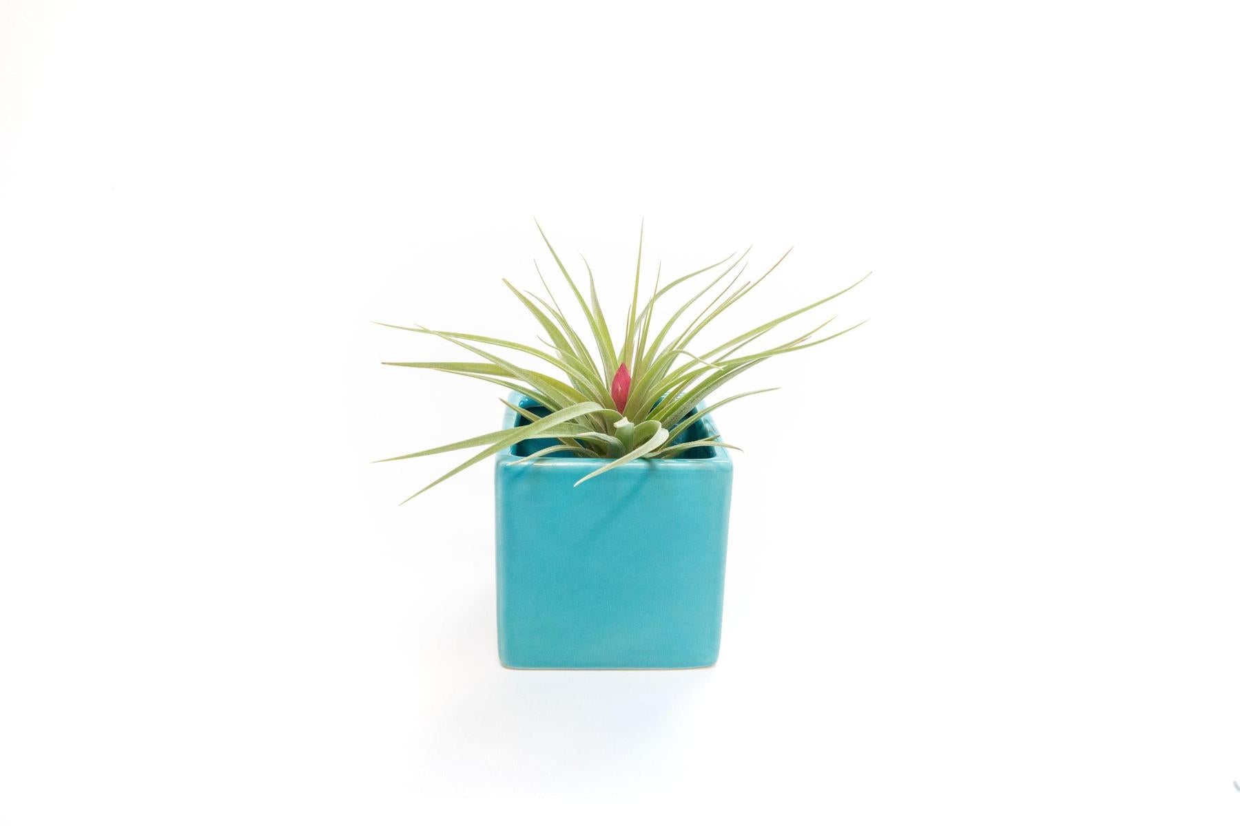 Sky Blue Ceramic Cube Container with Custom Tillandsia Air Plant-The Succulent Source