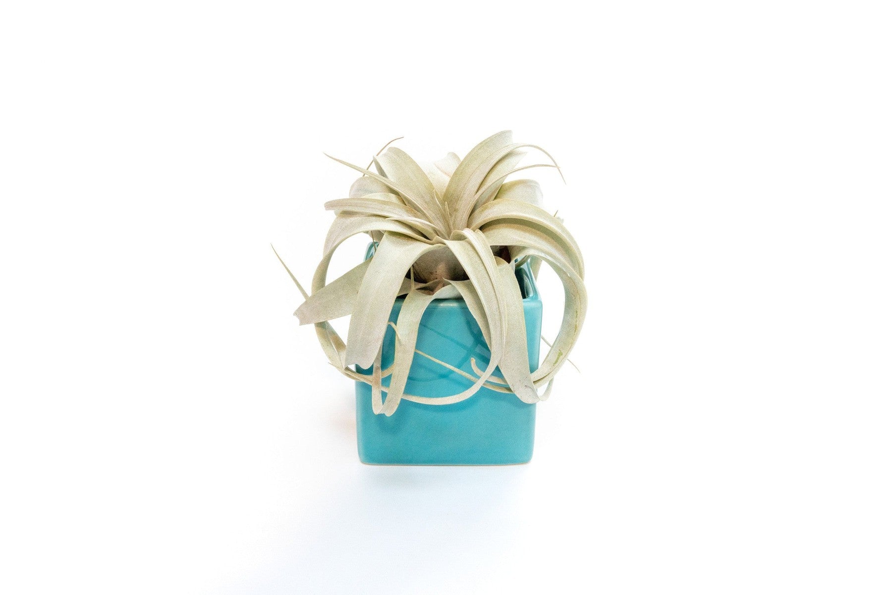 Sky Blue Ceramic Cube Container with Custom Tillandsia Air Plant-The Succulent Source