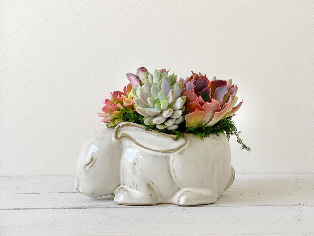 sleepy succulent Sleepy Bunny Arrangement