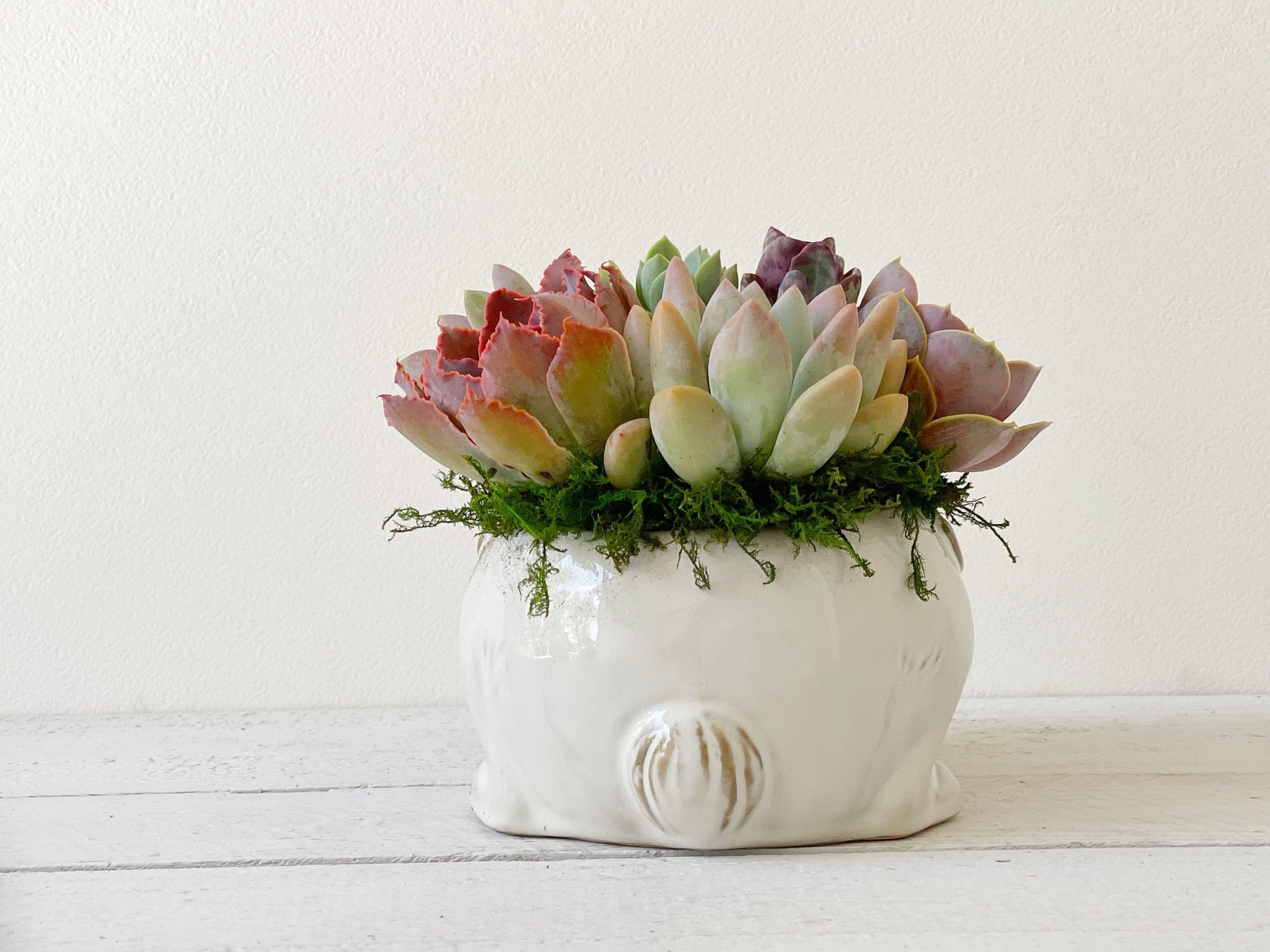 Sleepy Bunny Arrangement-Succulent - Arrangement-The Succulent Source