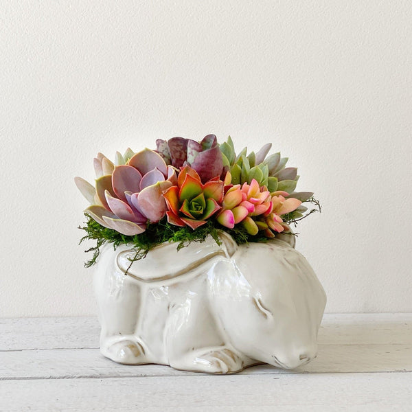 Succulent Arrangement