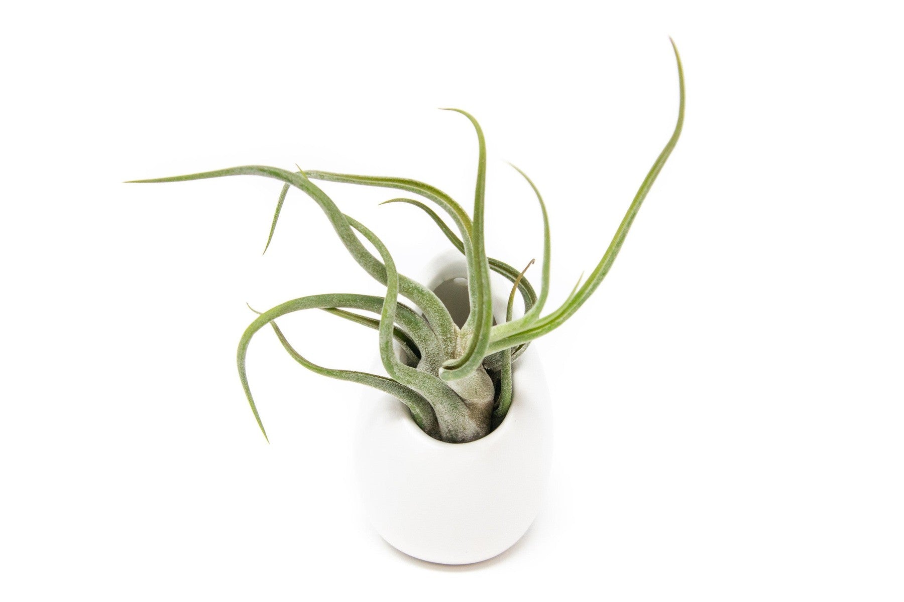 Small Ivory Ceramic Container - Choose Your Custom Tillandsia Air Plant-The Succulent Source