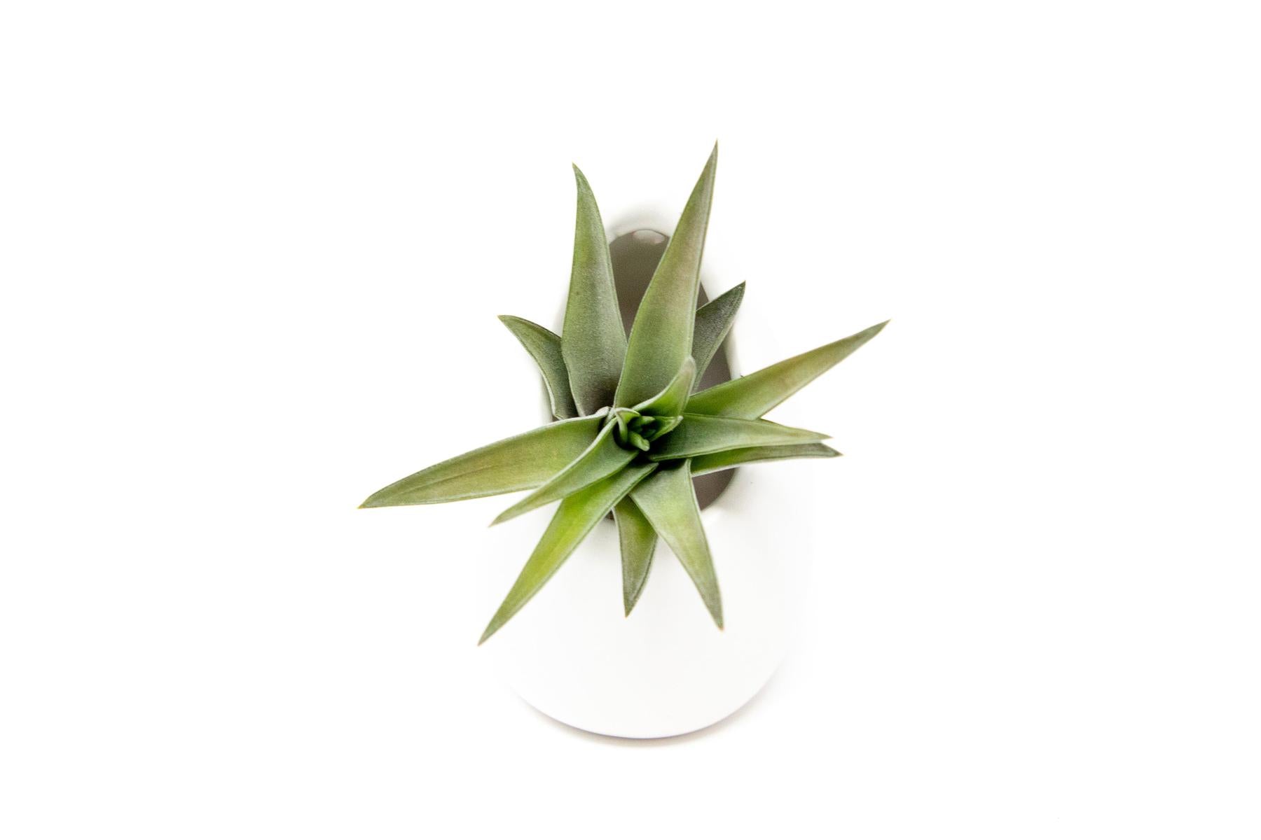 Small Ivory Ceramic Container - Choose Your Custom Tillandsia Air Plant-The Succulent Source