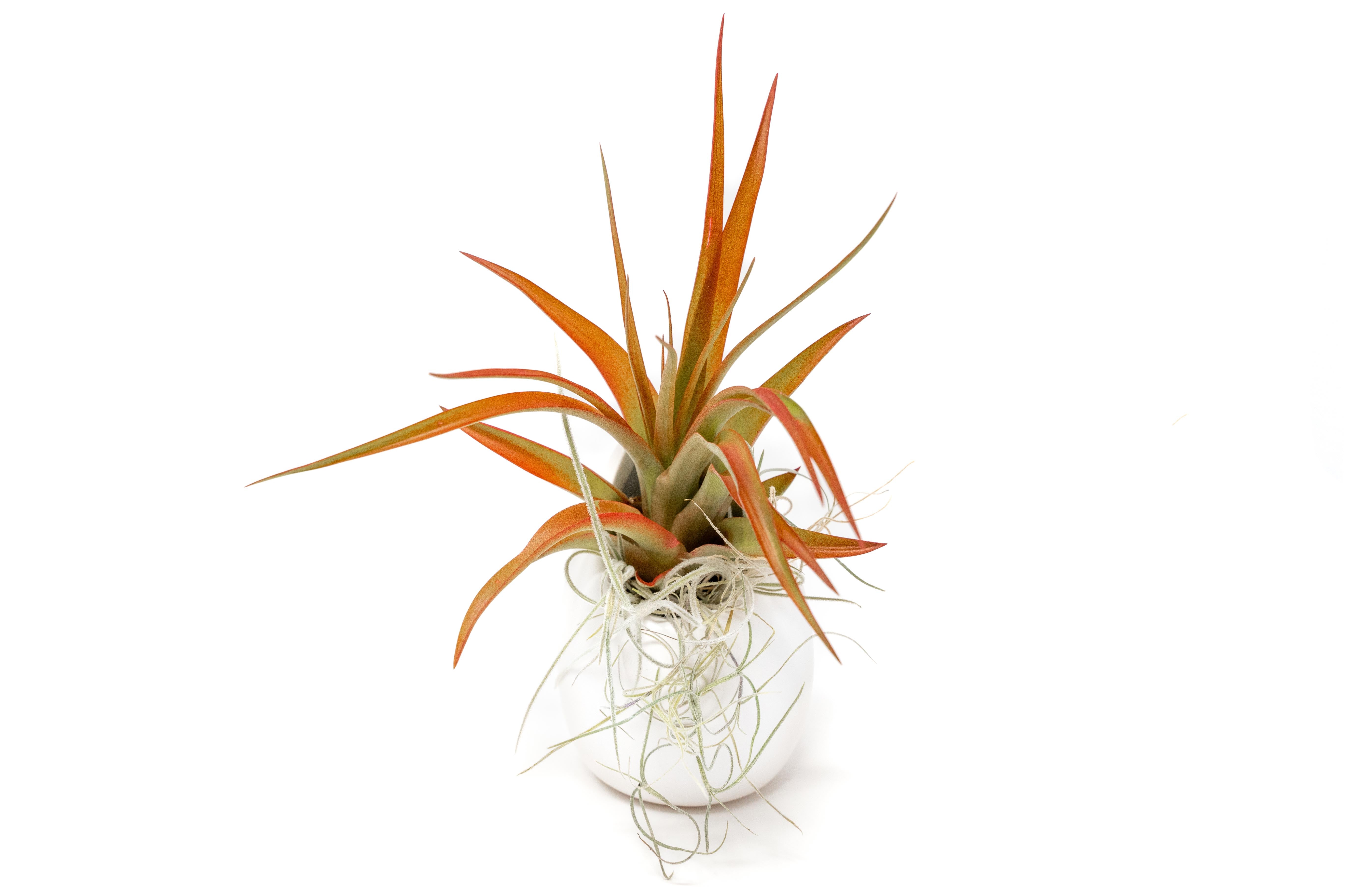 Small Ivory Ceramic Vase with Tillandsia Red Abdita and Spanish Moss-terrarium-The Succulent Source