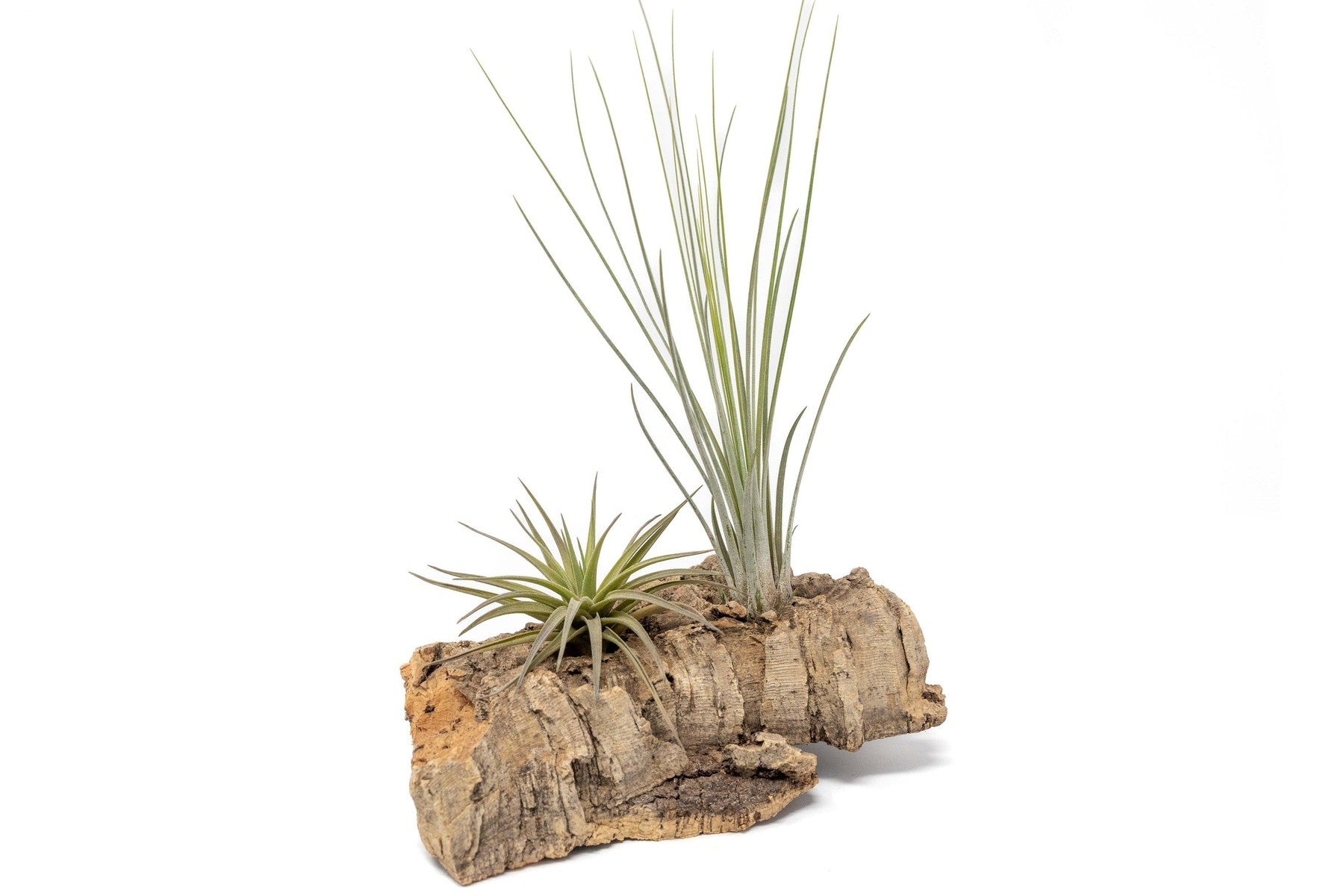 Small Tabletop Cork Bark Display with 2 Tillandsia Air Plants-terrarium-The Succulent Source