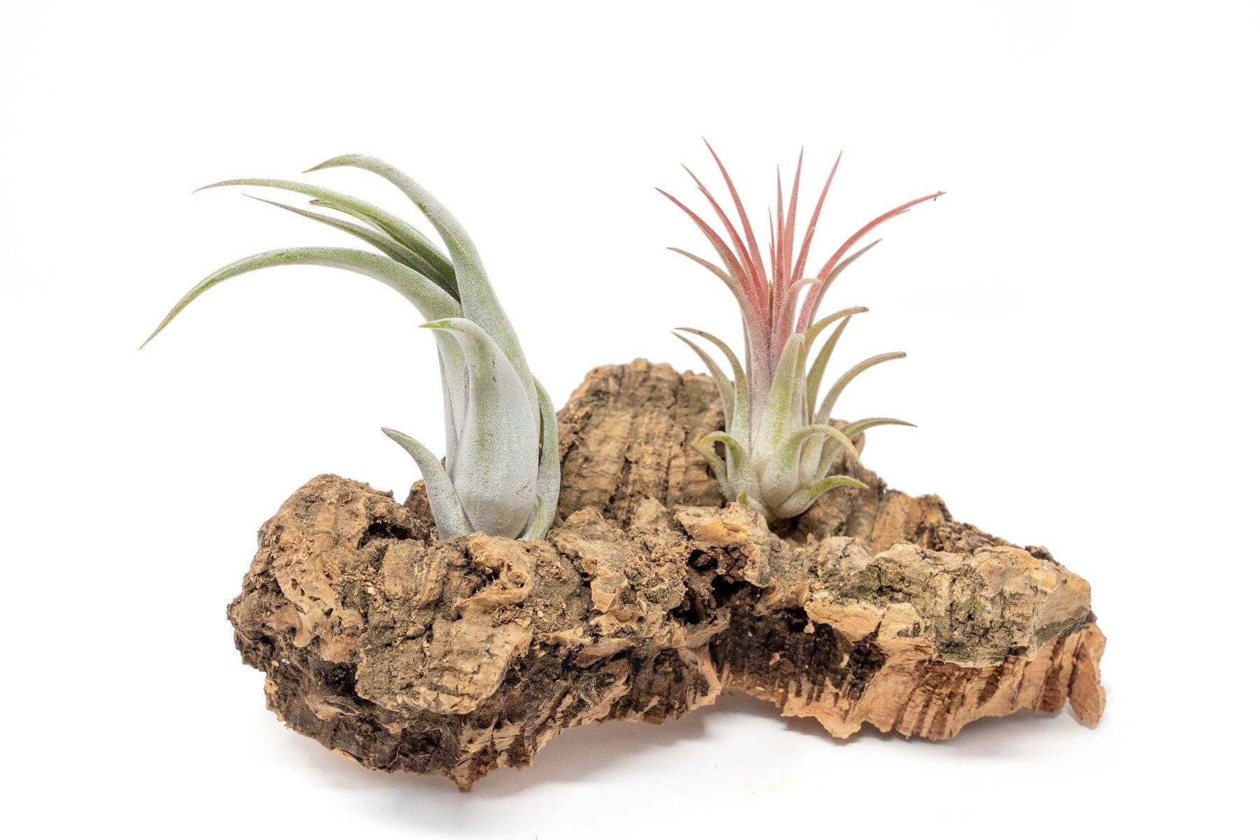 Small Tabletop Cork Bark Display with 2 Tillandsia Air Plants-terrarium-The Succulent Source