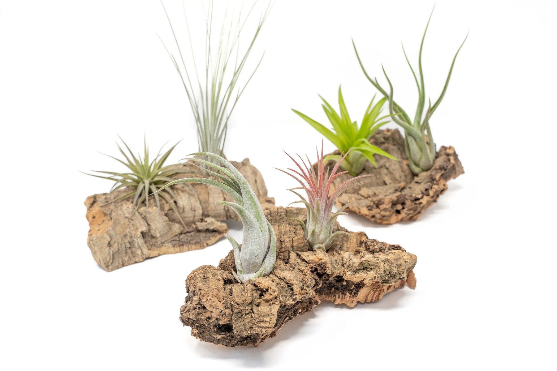 Small Tabletop Cork Bark Display with 2 Tillandsia Air Plants-terrarium-The Succulent Source