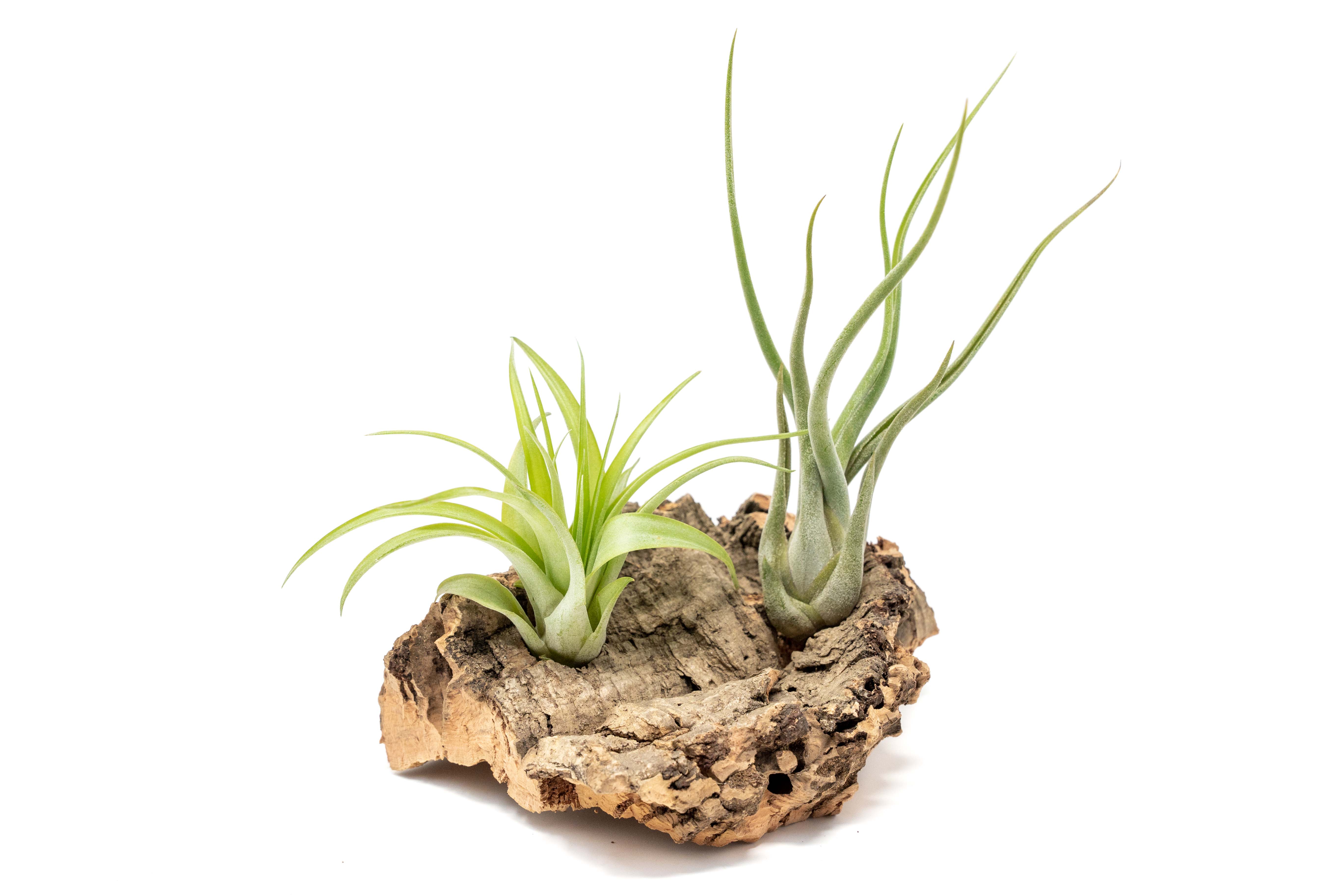 Small Tabletop Cork Bark Display with 2 Tillandsia Air Plants-terrarium-The Succulent Source