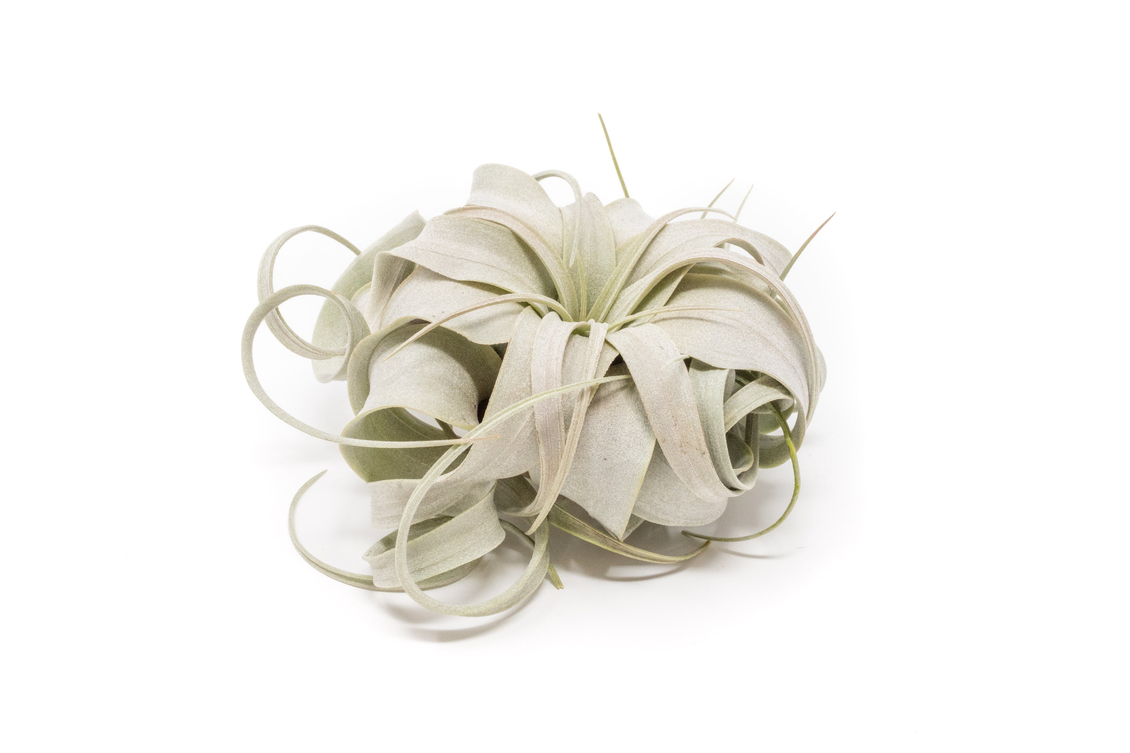 Small Tillandsia Xerographica / 4 -5 Inches Wide-airplant-The Succulent Source