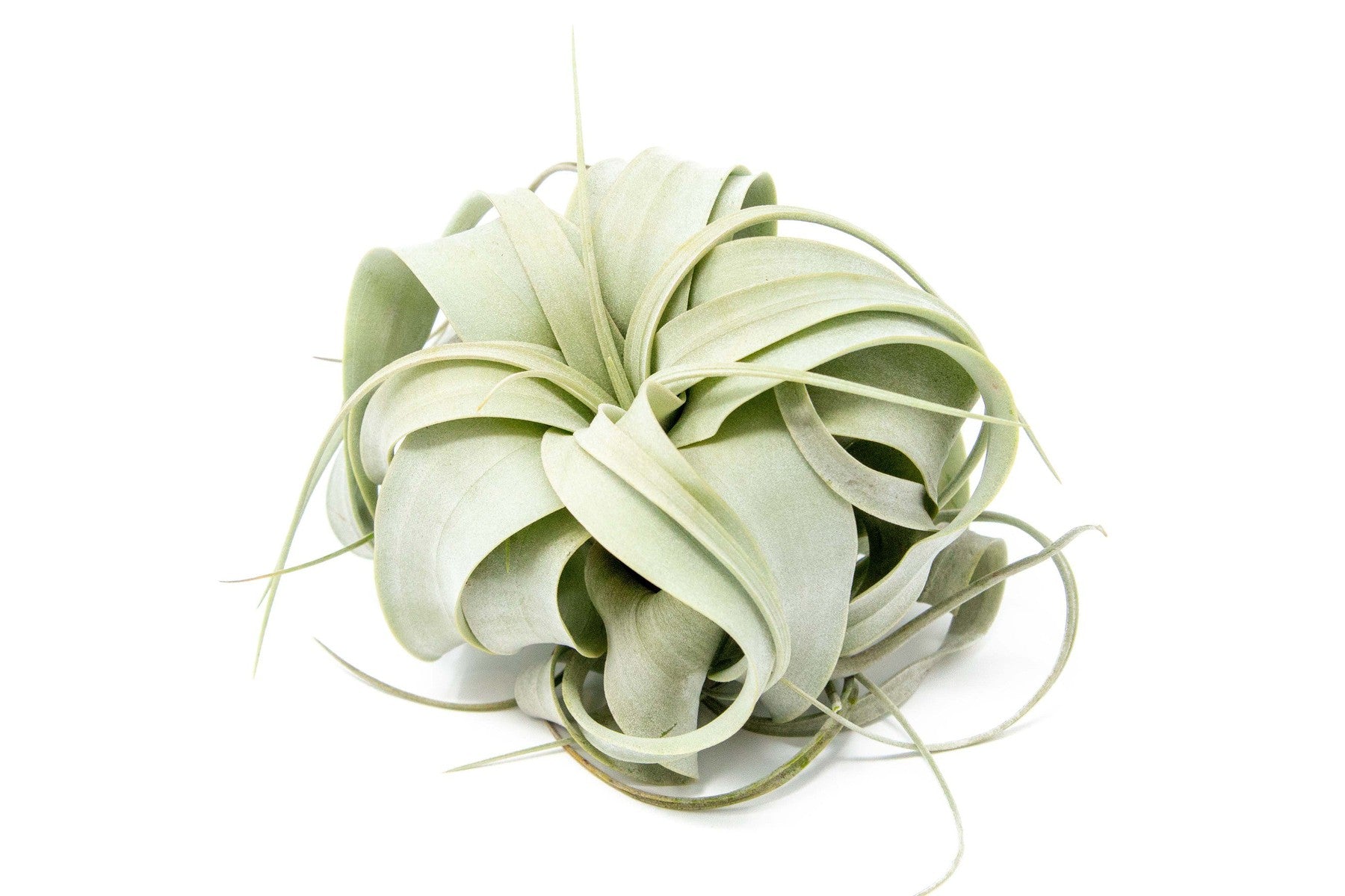 Small Tillandsia Xerographica / 4 -5 Inches Wide-airplant-The Succulent Source