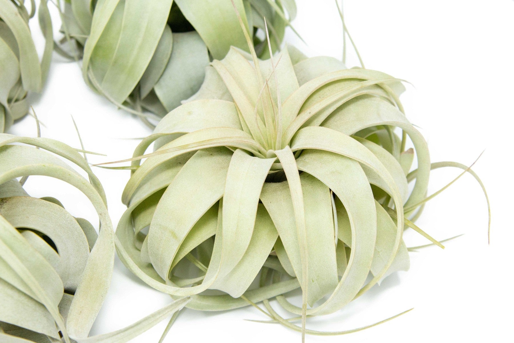 Small Tillandsia Xerographica / 4 -5 Inches Wide-airplant-The Succulent Source