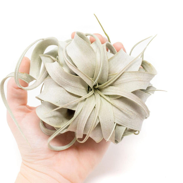 Small-Tillandsia-Xerographica-