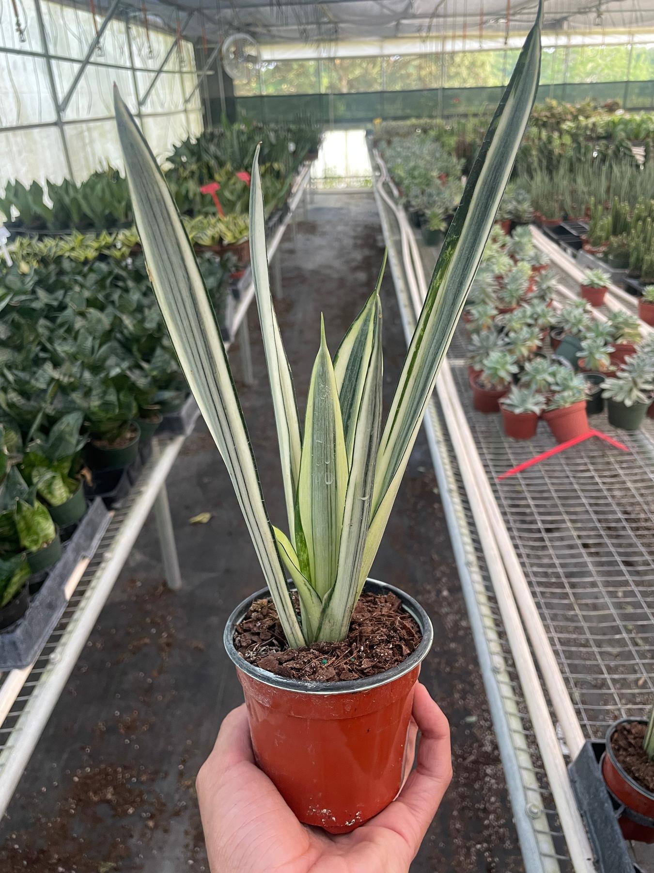 Snake 'Bantel's Sensation'-Indoor Plants-The Succulent Source