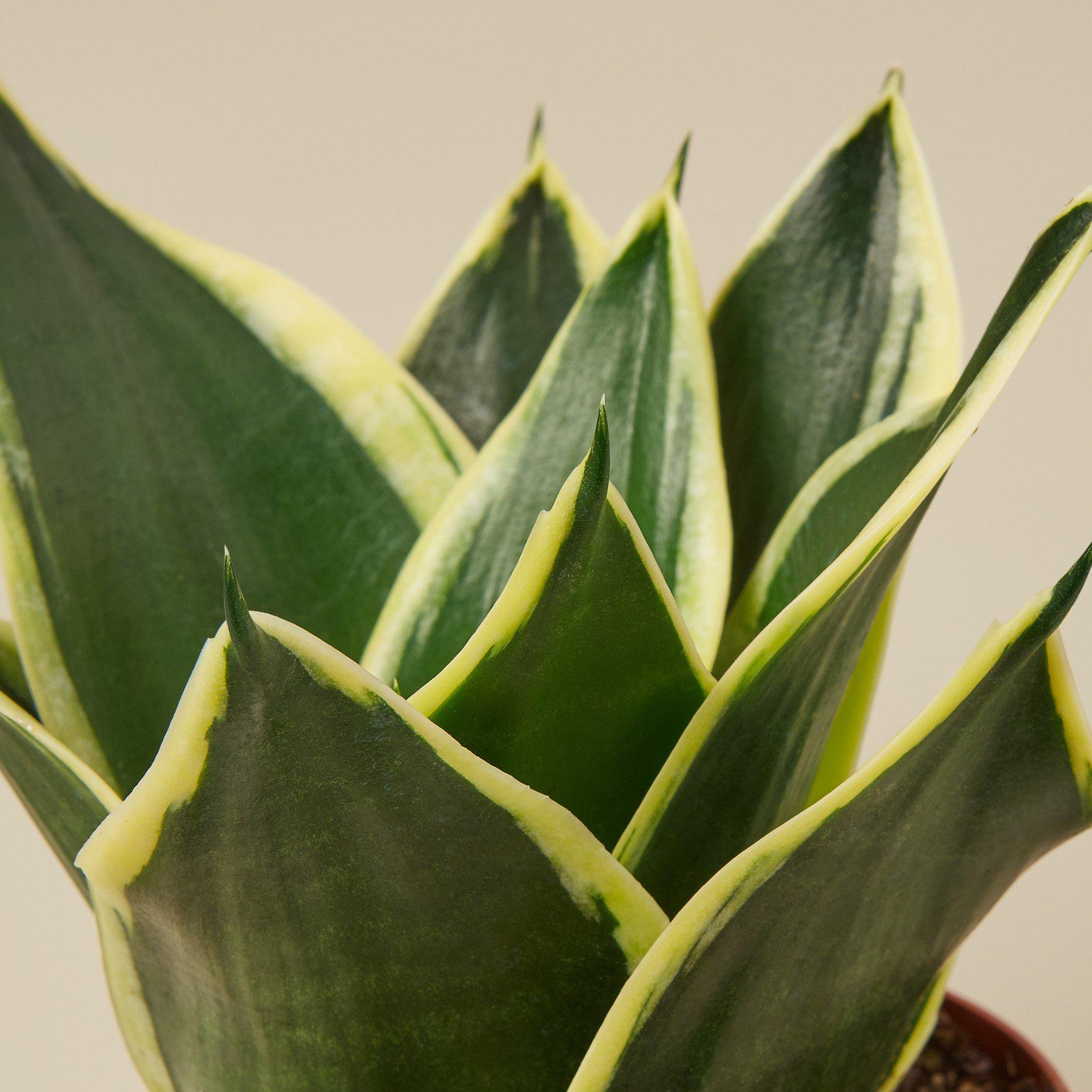 Snake Plant 'Black Gold'-Indoor Plants-The Succulent Source