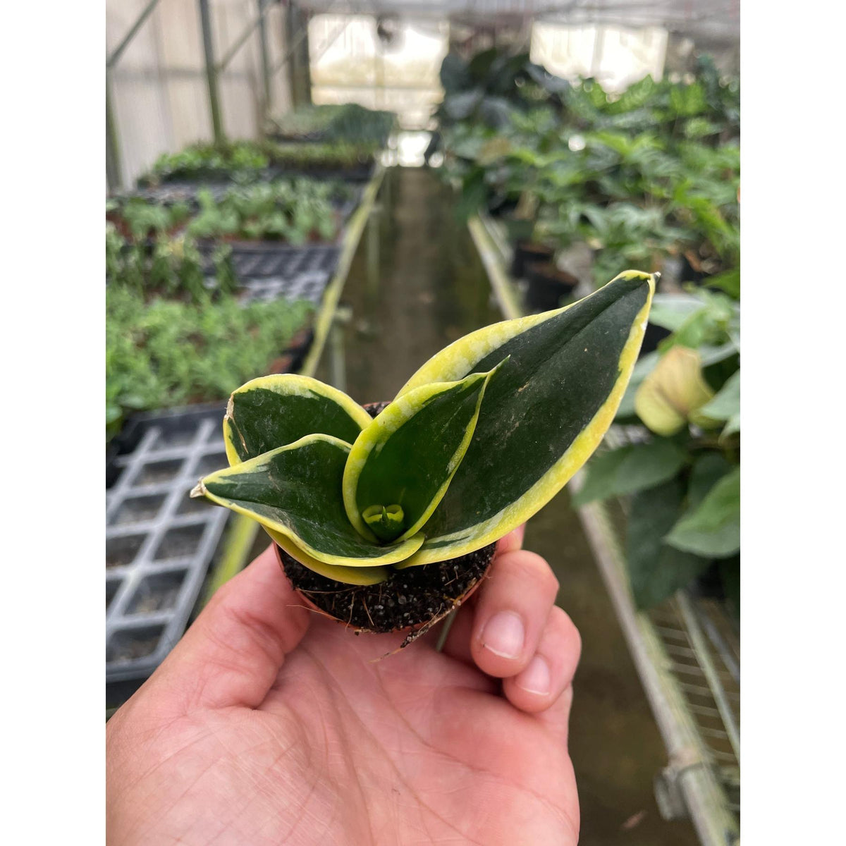 Snake Plant 'Black Gold'-Indoor Plants-The Succulent Source