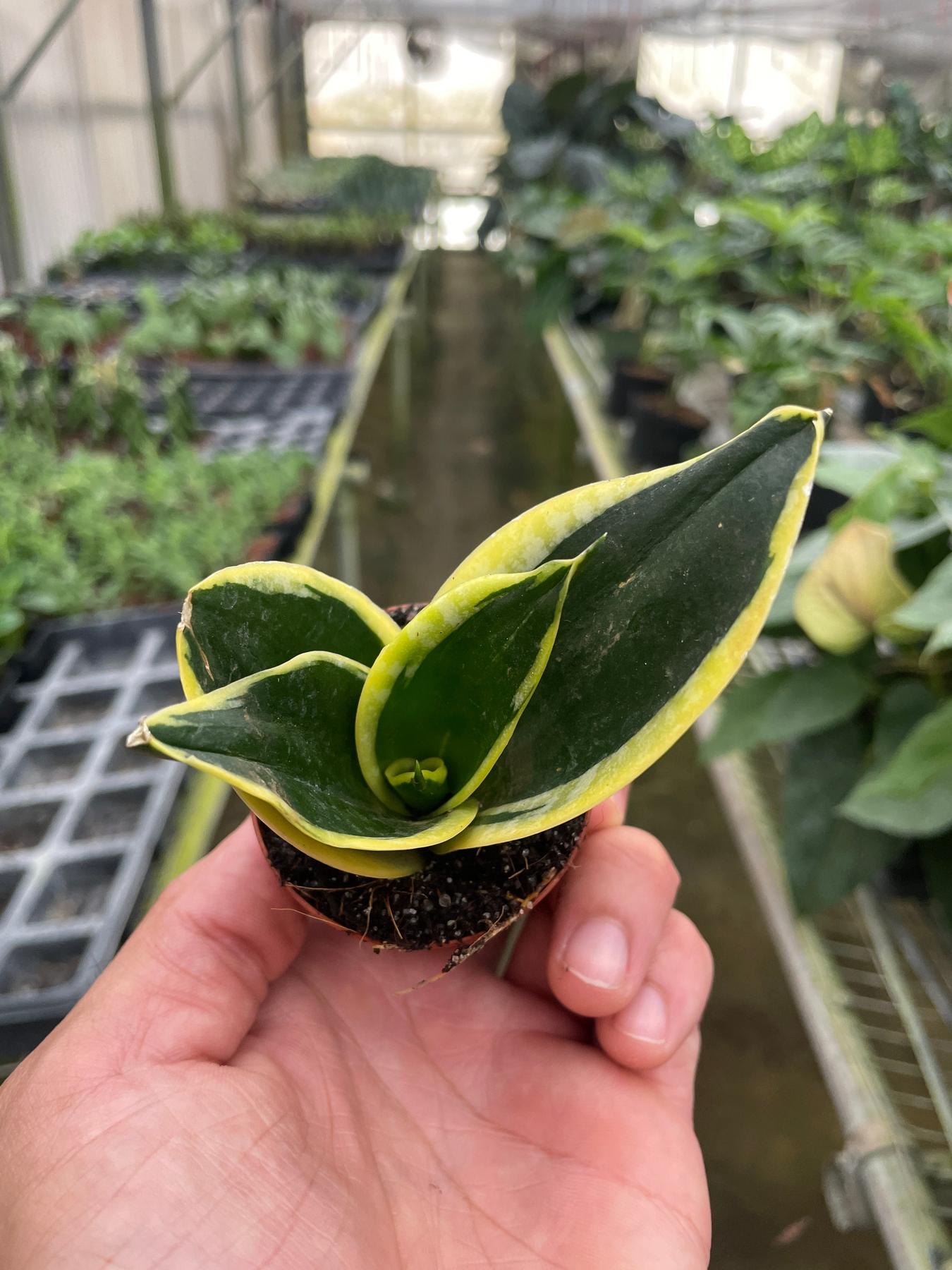 Snake Plant 'Black Gold'-Indoor Plants-The Succulent Source