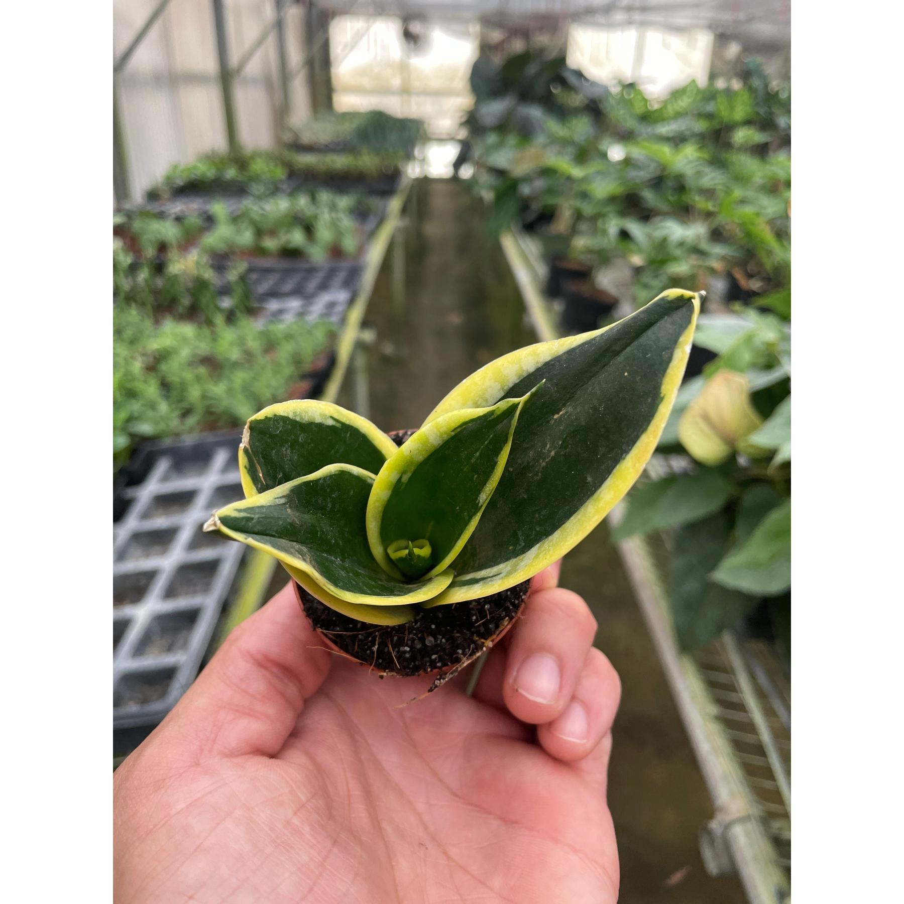 Snake Plant 'Black Gold'-Indoor Plants-The Succulent Source
