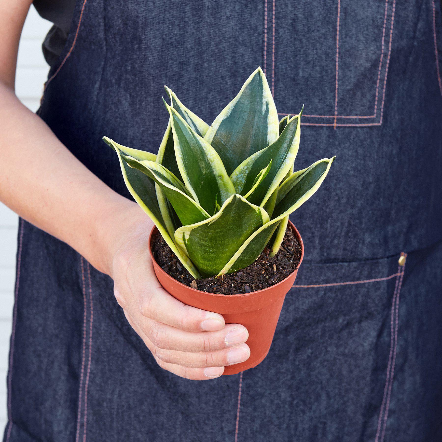 Snake Plant 'Black Gold'-Indoor Plants-The Succulent Source