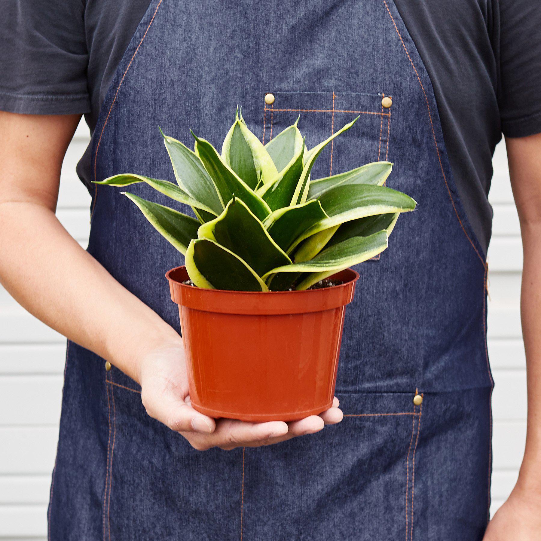Snake Plant 'Black Gold'-Indoor Plants-The Succulent Source
